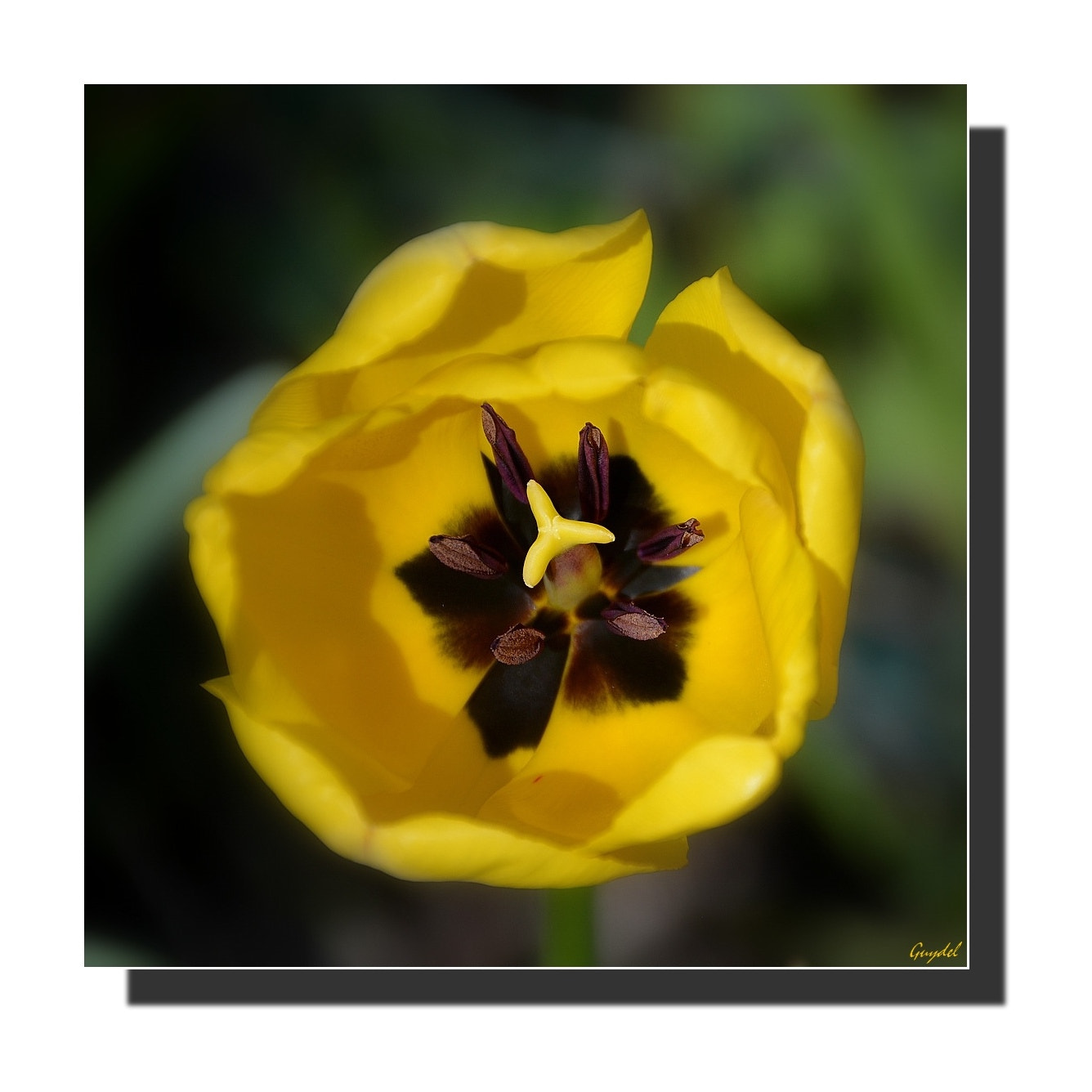 Nikon D5200 sample photo. En jaune et noir photography