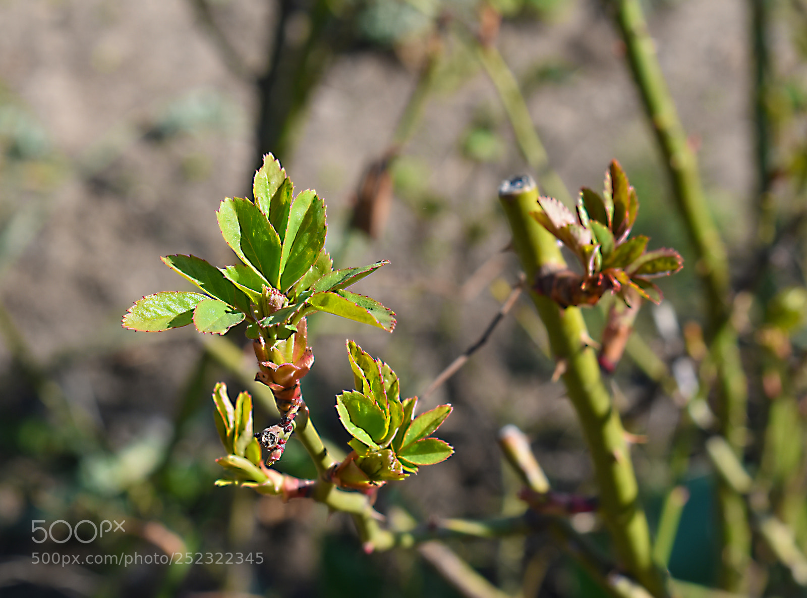 Nikon D5600 sample photo. Пробуждение photography