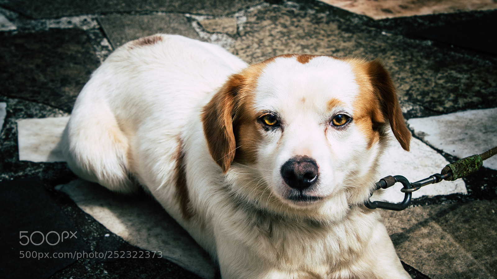 Canon EOS 760D (EOS Rebel T6s / EOS 8000D) sample photo. Veu photography