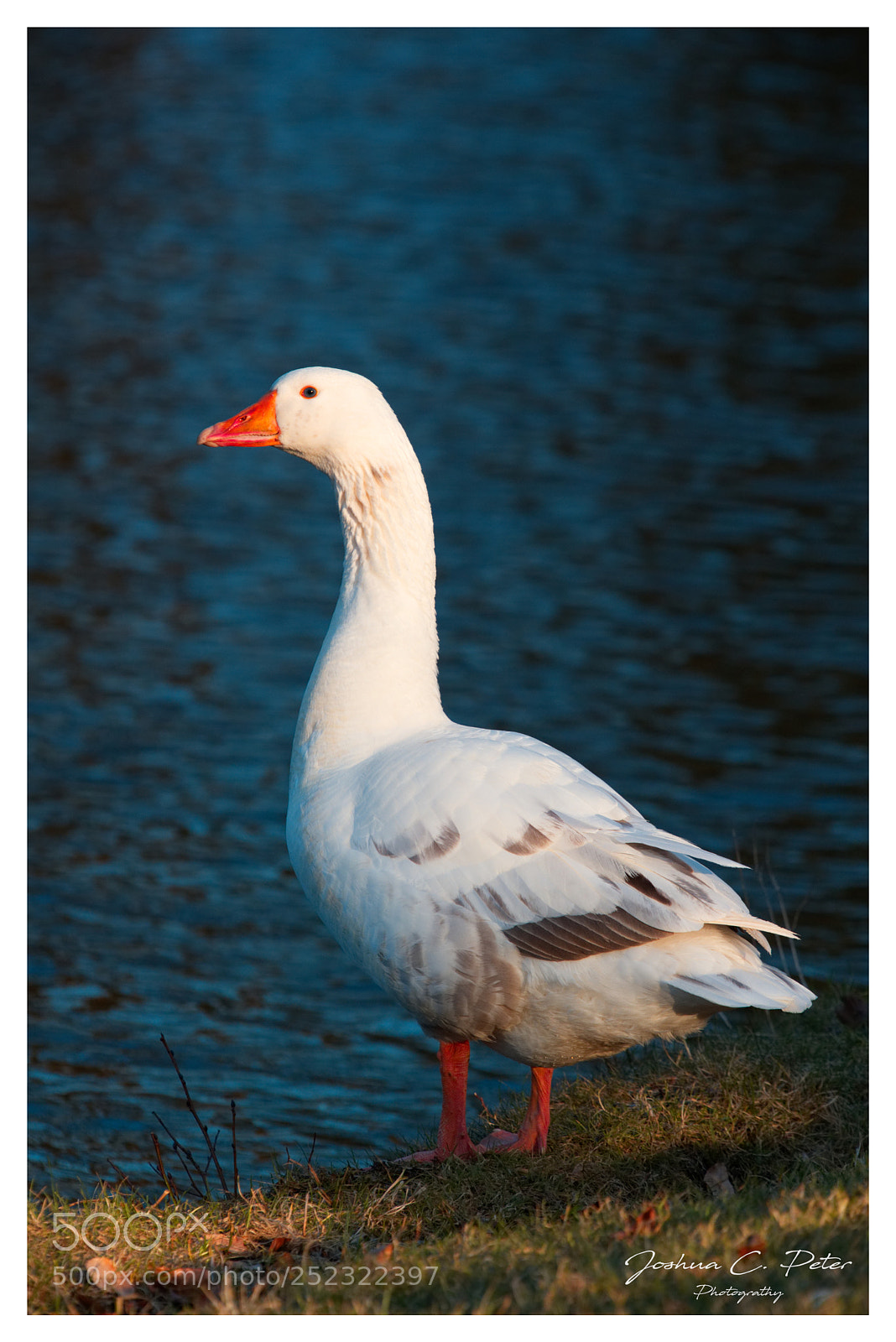 Canon EOS 6D Mark II sample photo. Gans goose photography
