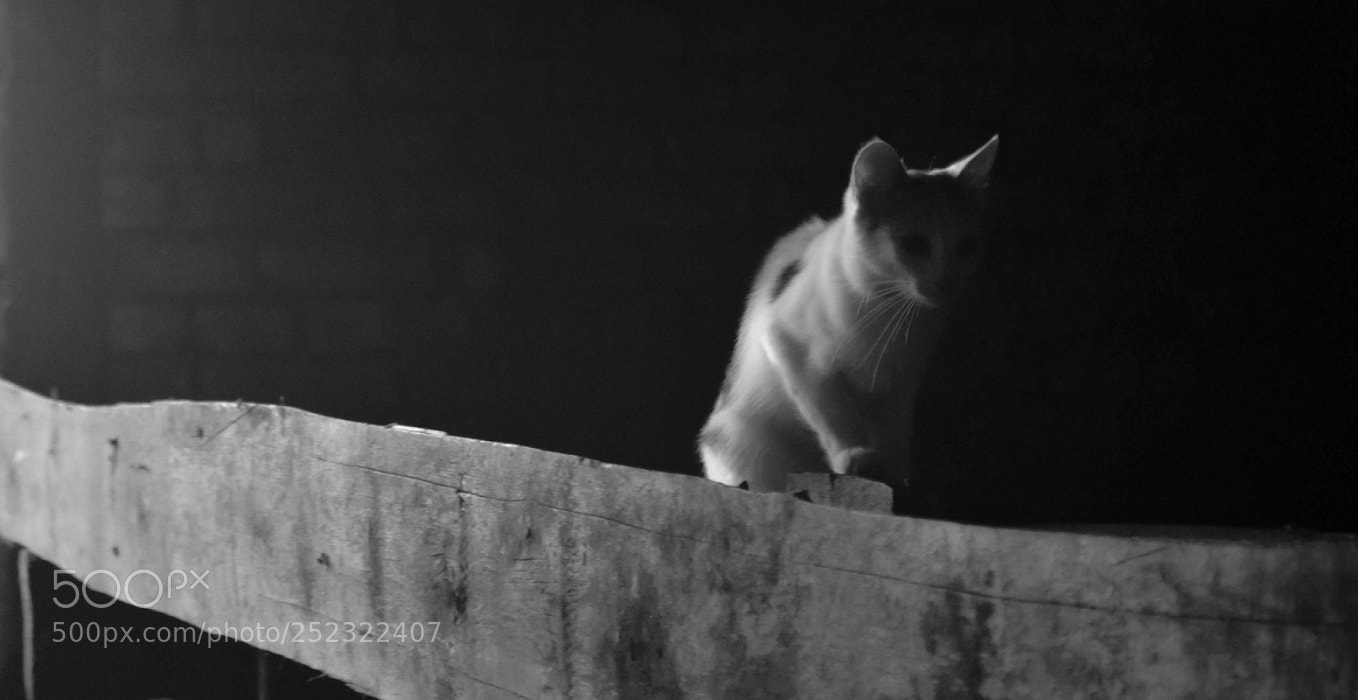 Nikon D5100 sample photo. Going in the dark photography