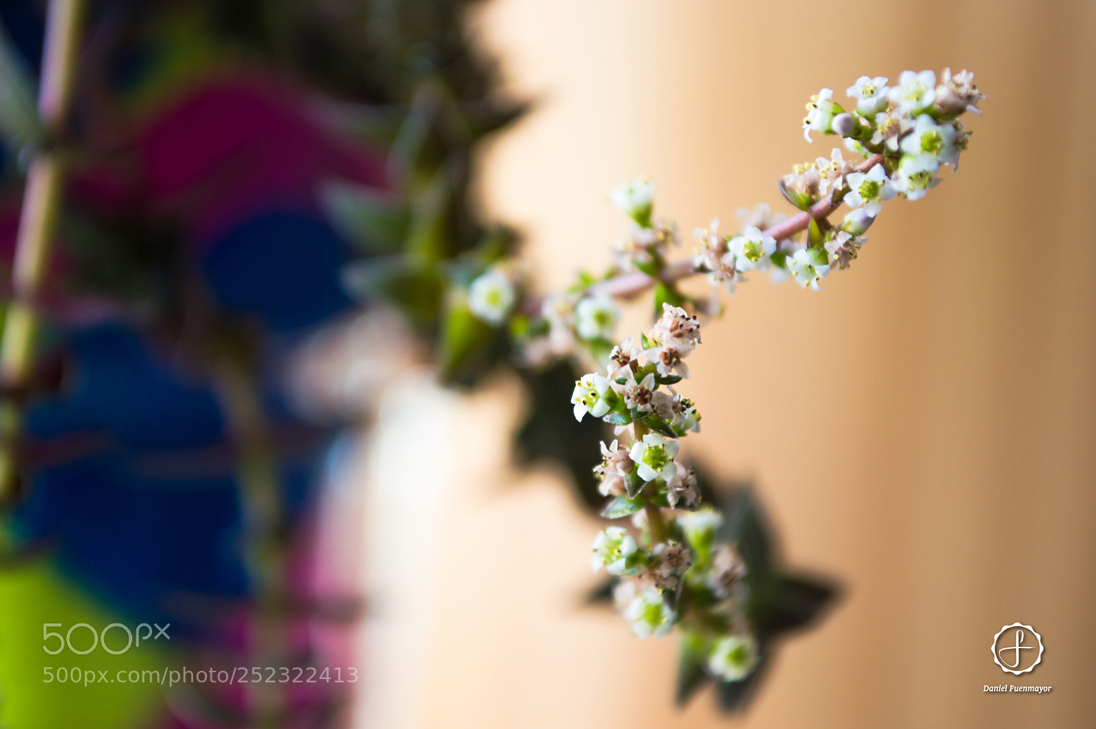 Nikon D3200 sample photo. Mini flores! photography