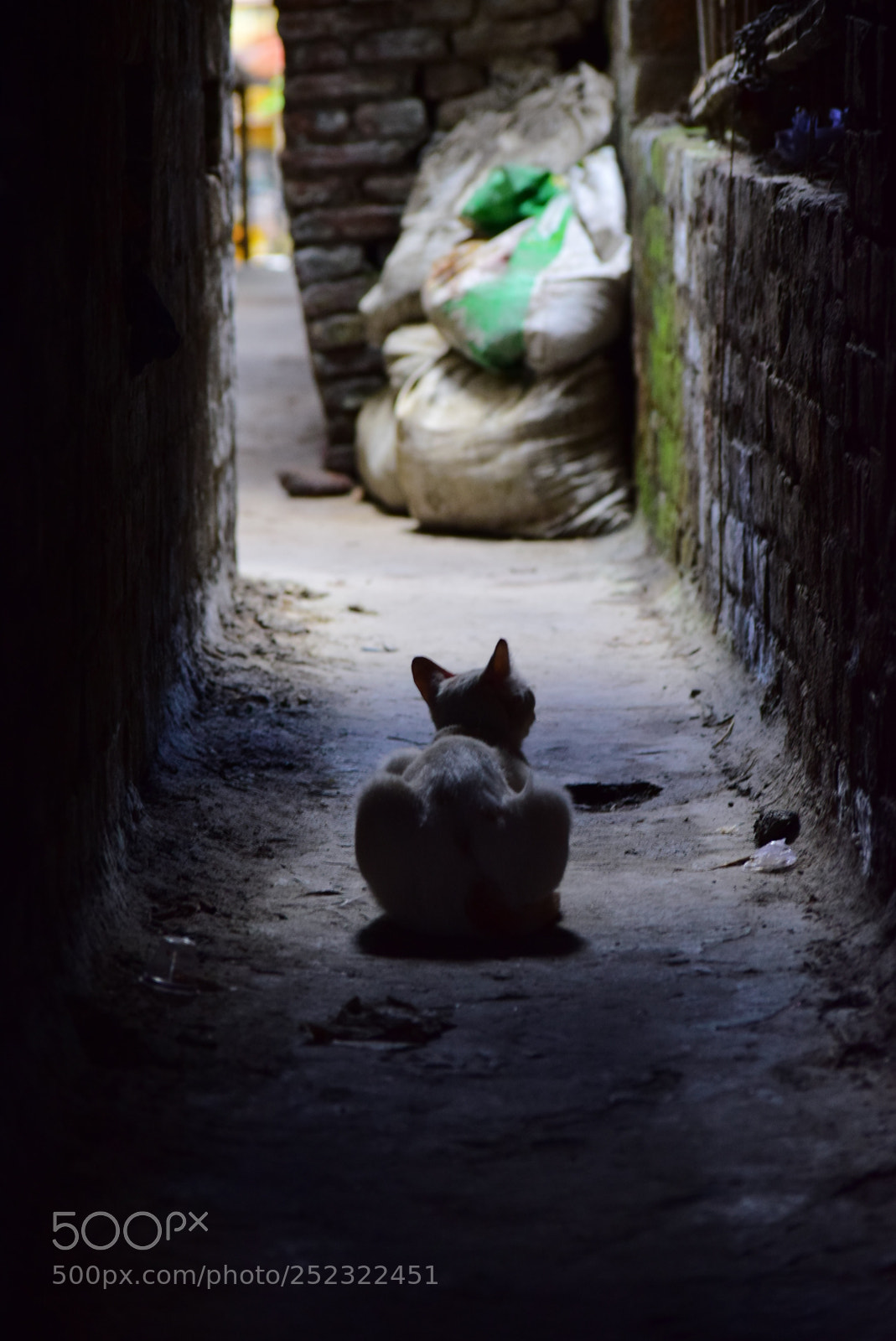 Nikon D3300 sample photo. Untitled photography