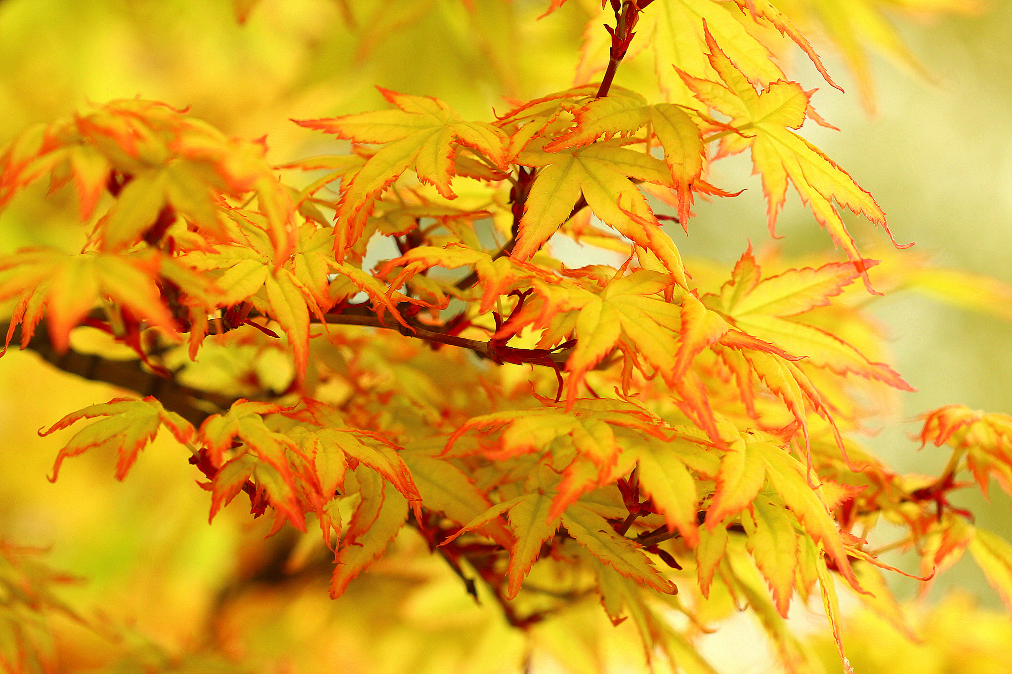 Canon EF 100mm F2.8 Macro USM sample photo. İlkbahar ... photography
