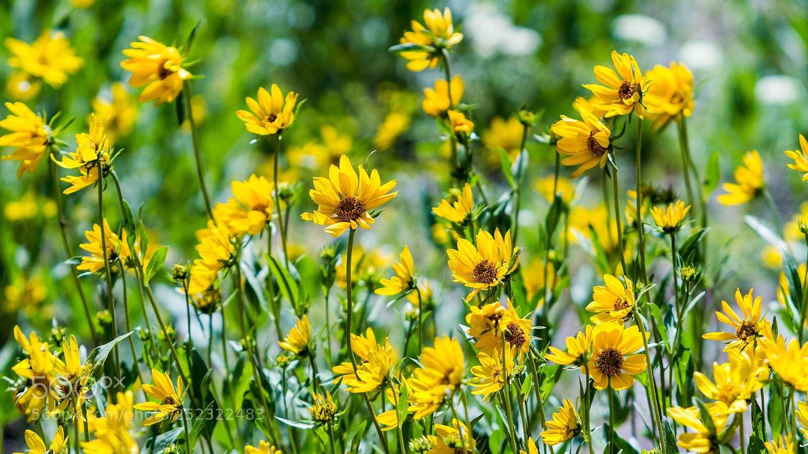 Canon EOS 7D sample photo. Wildflowers photography