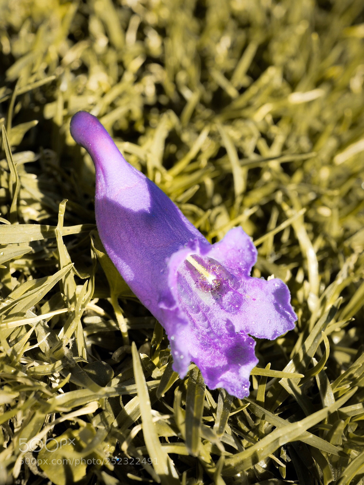 Olympus OM-D E-M5 II sample photo. Farewell to the jacaranda photography