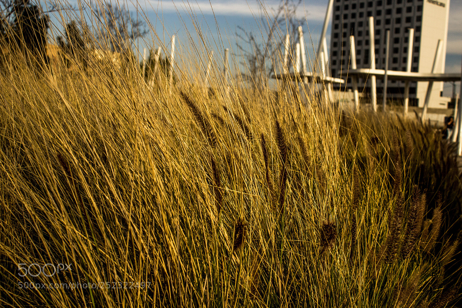 Canon EOS 1200D (EOS Rebel T5 / EOS Kiss X70 / EOS Hi) sample photo. The magic of wheat photography