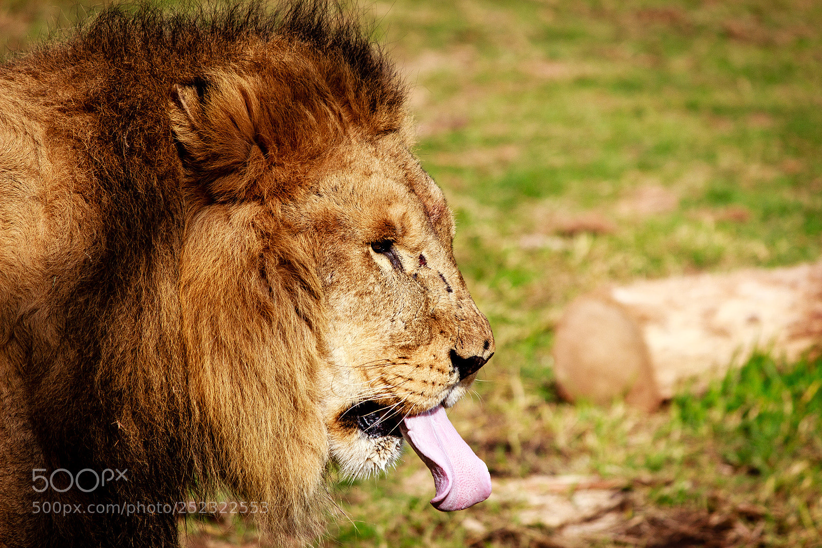 Canon EOS 600D (Rebel EOS T3i / EOS Kiss X5) sample photo. King of the jungle photography
