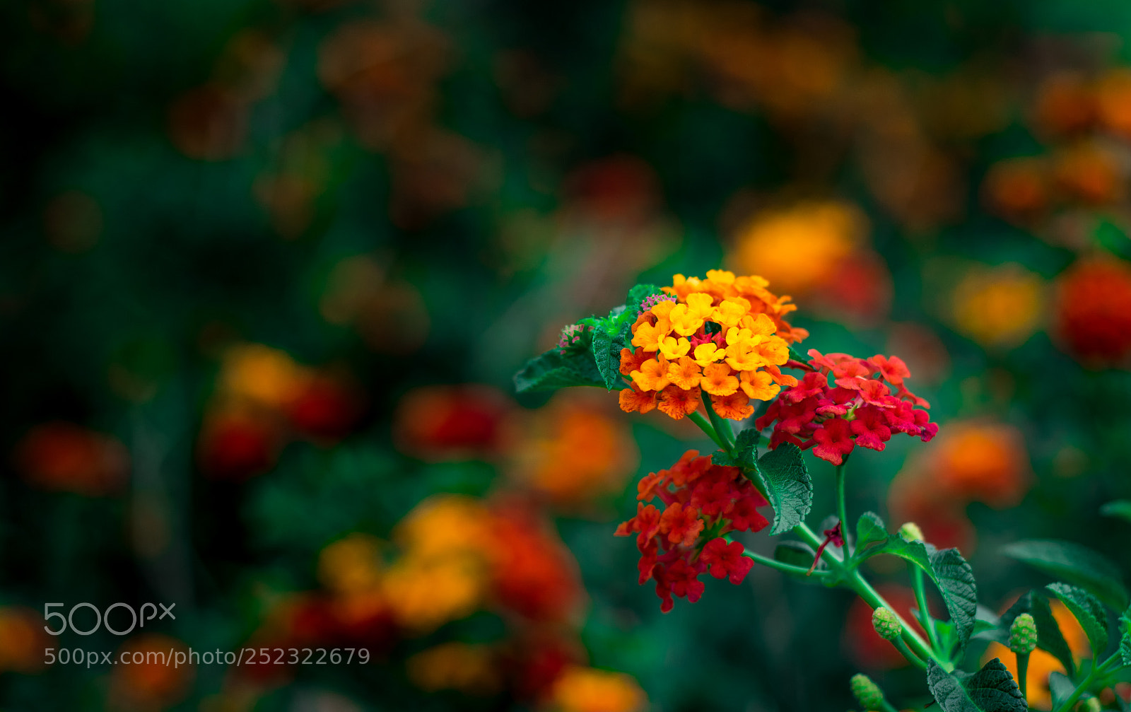 Nikon D5300 sample photo. Flw photography