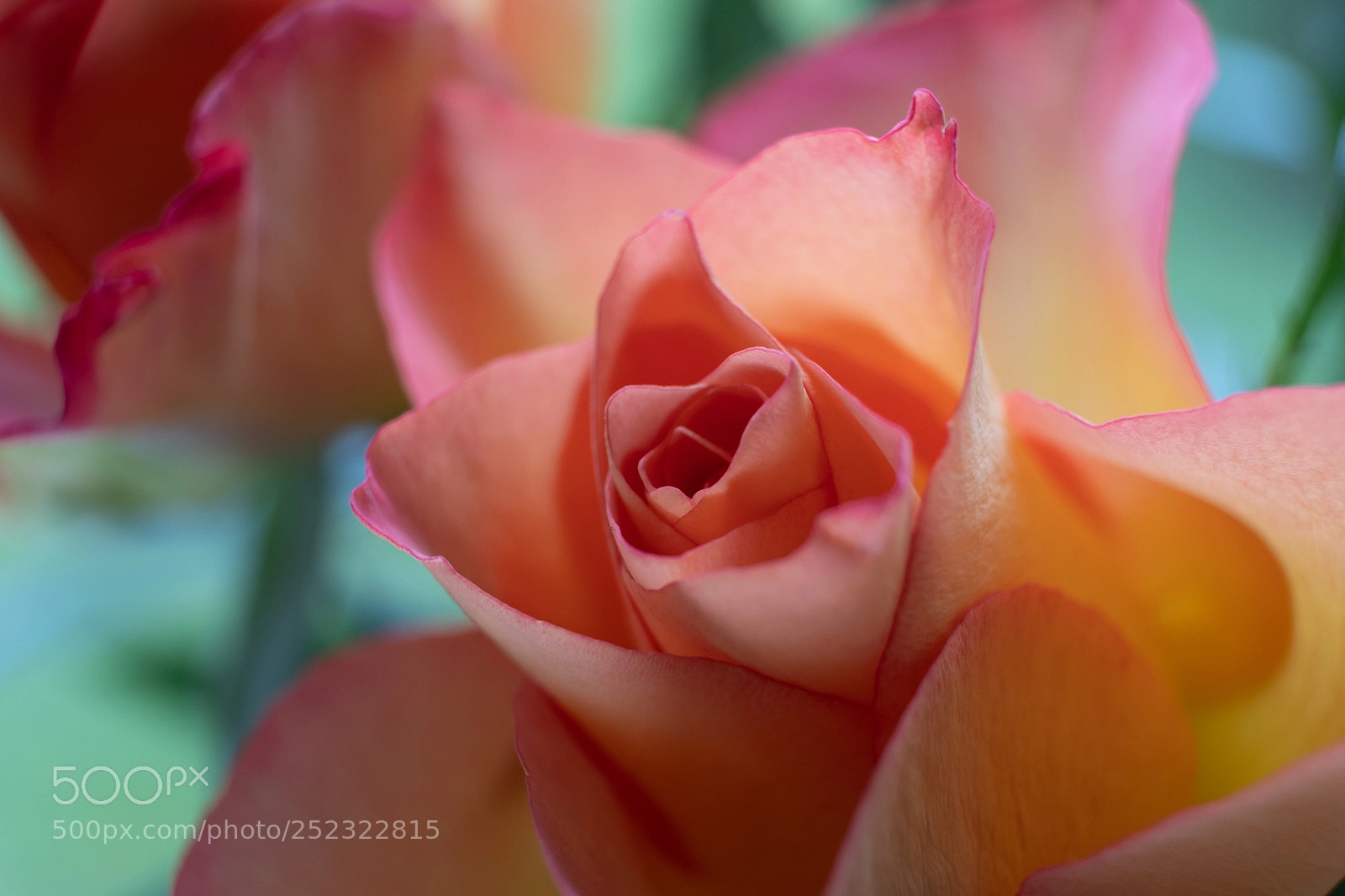 Fujifilm X-T2 sample photo. Pale rose photography