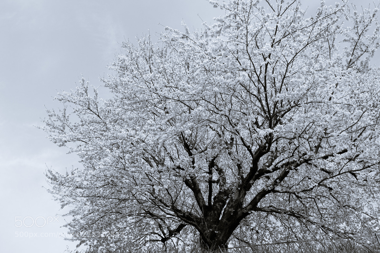 Canon EOS M3 sample photo. Sakura photography