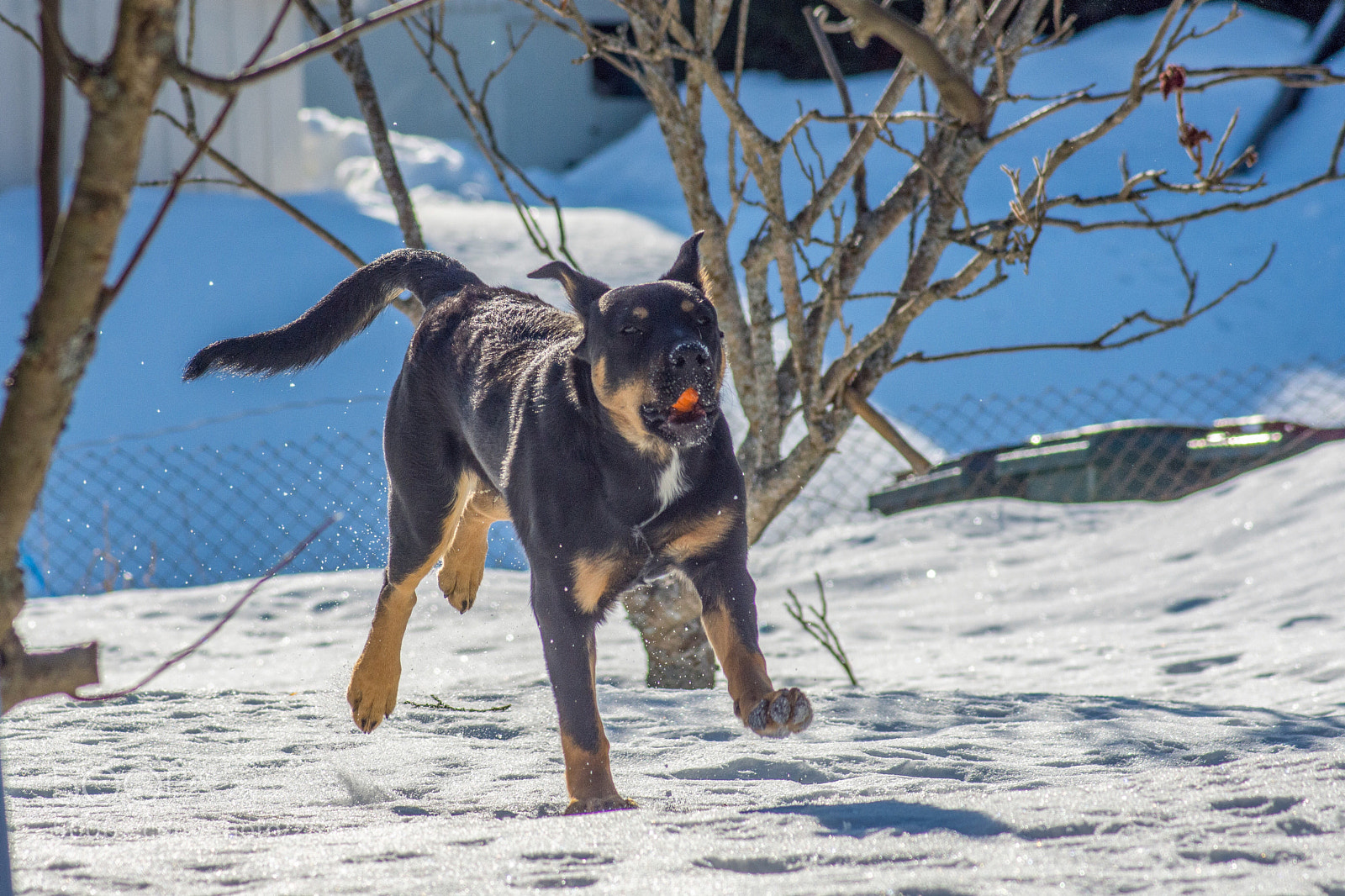 Nikon D7200 sample photo. Born to run photography