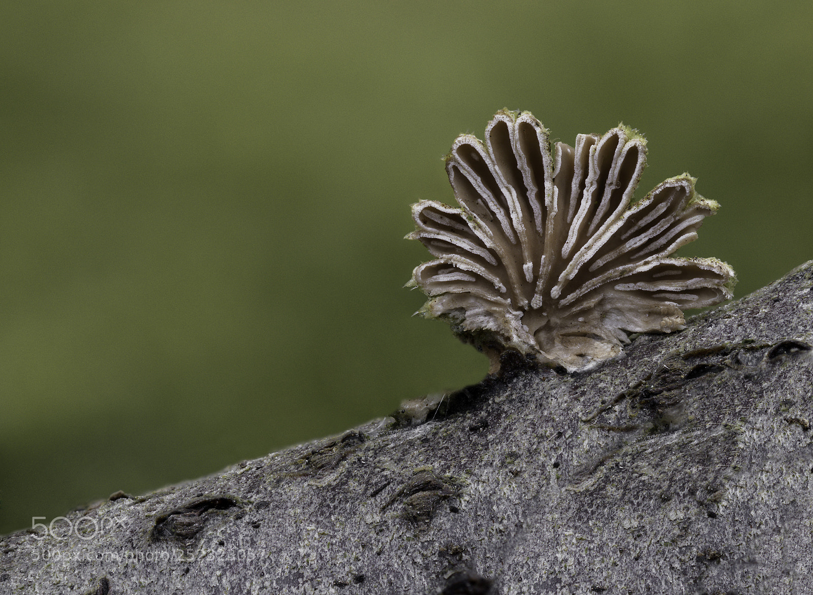 Olympus OM-D E-M1 Mark II sample photo. Mushroom photography