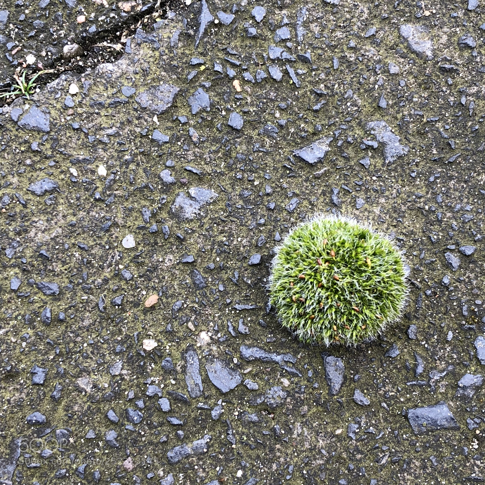 Apple iPhone X sample photo. Green hedgehog photography