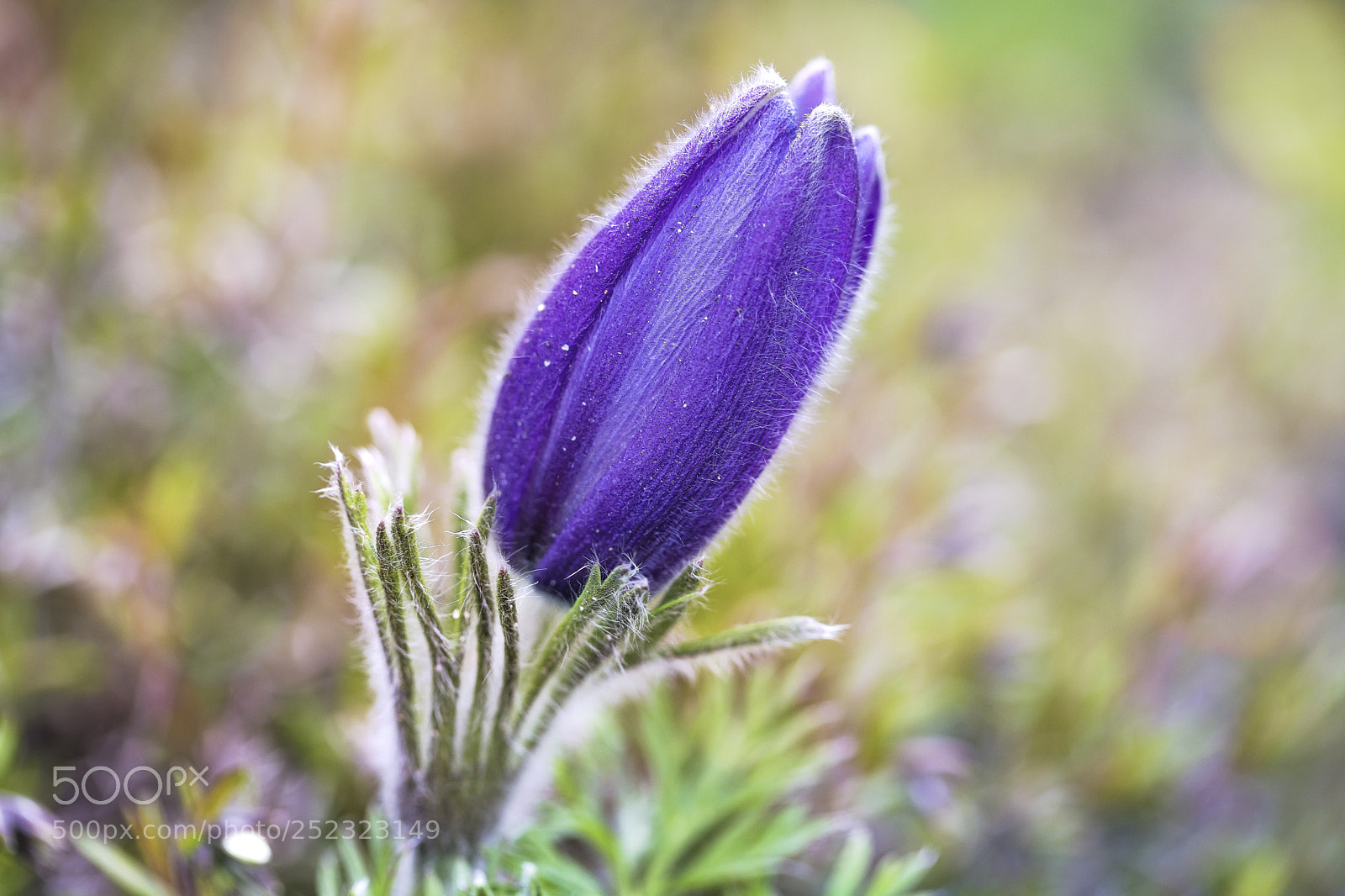 Canon EOS 5D Mark IV sample photo. Sunshine in the garden photography