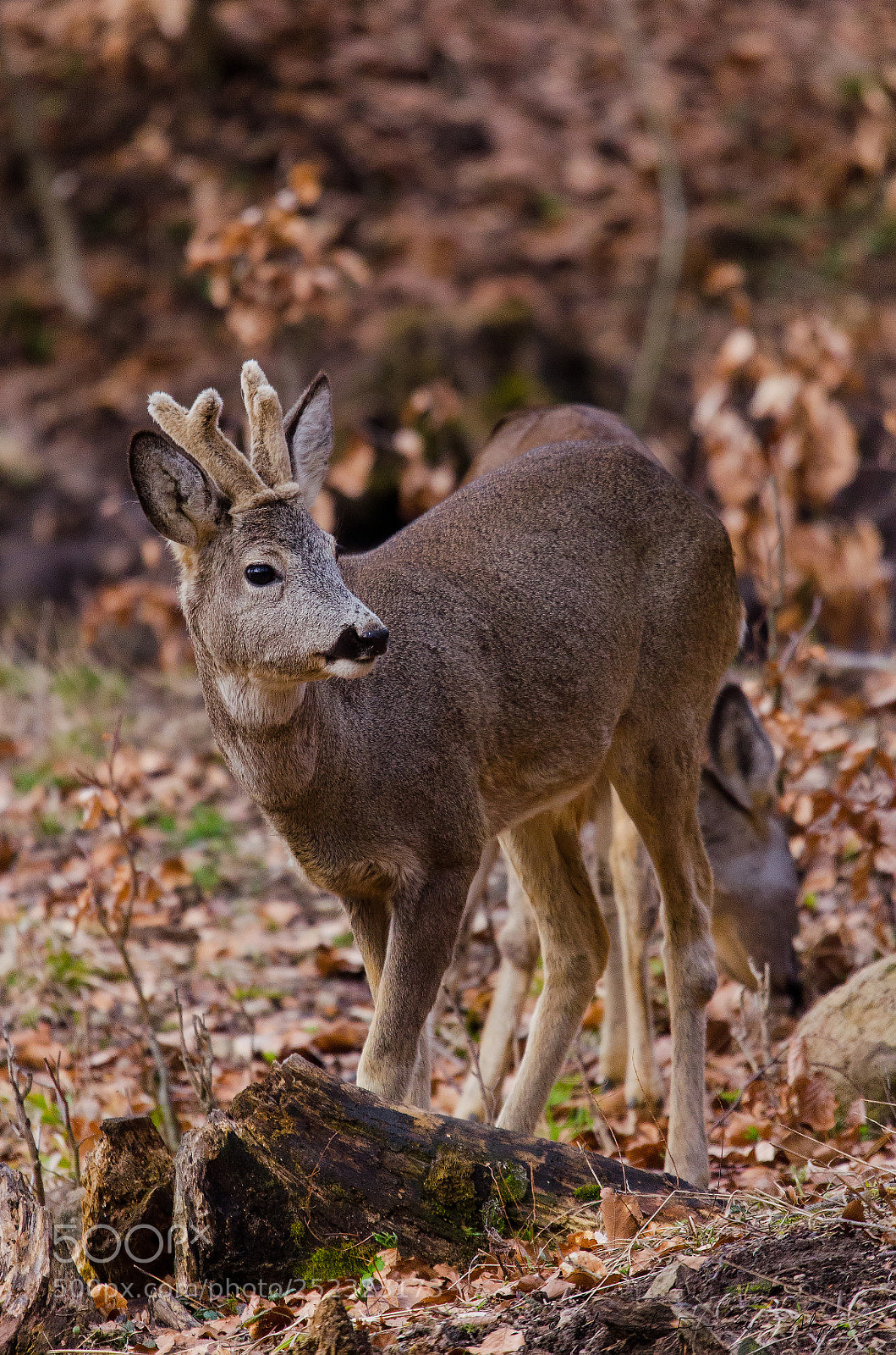 Nikon D7000 sample photo. Roe deer (carpeolus carpeolus) photography
