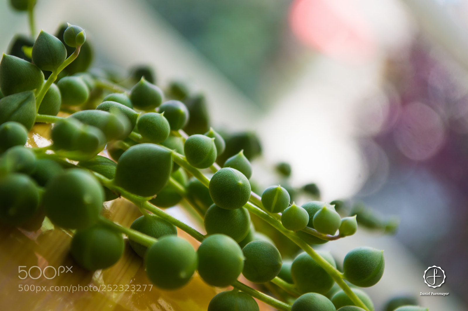 Nikon D3200 sample photo. Senecio rowleyanus / camándula photography