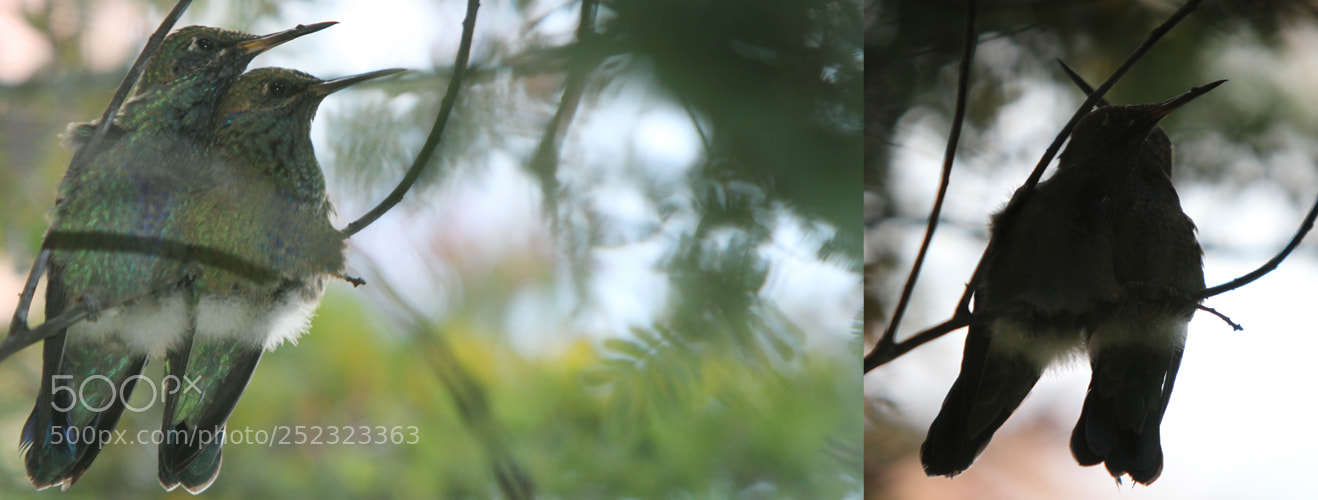 Canon EOS 10D sample photo. Copia photography