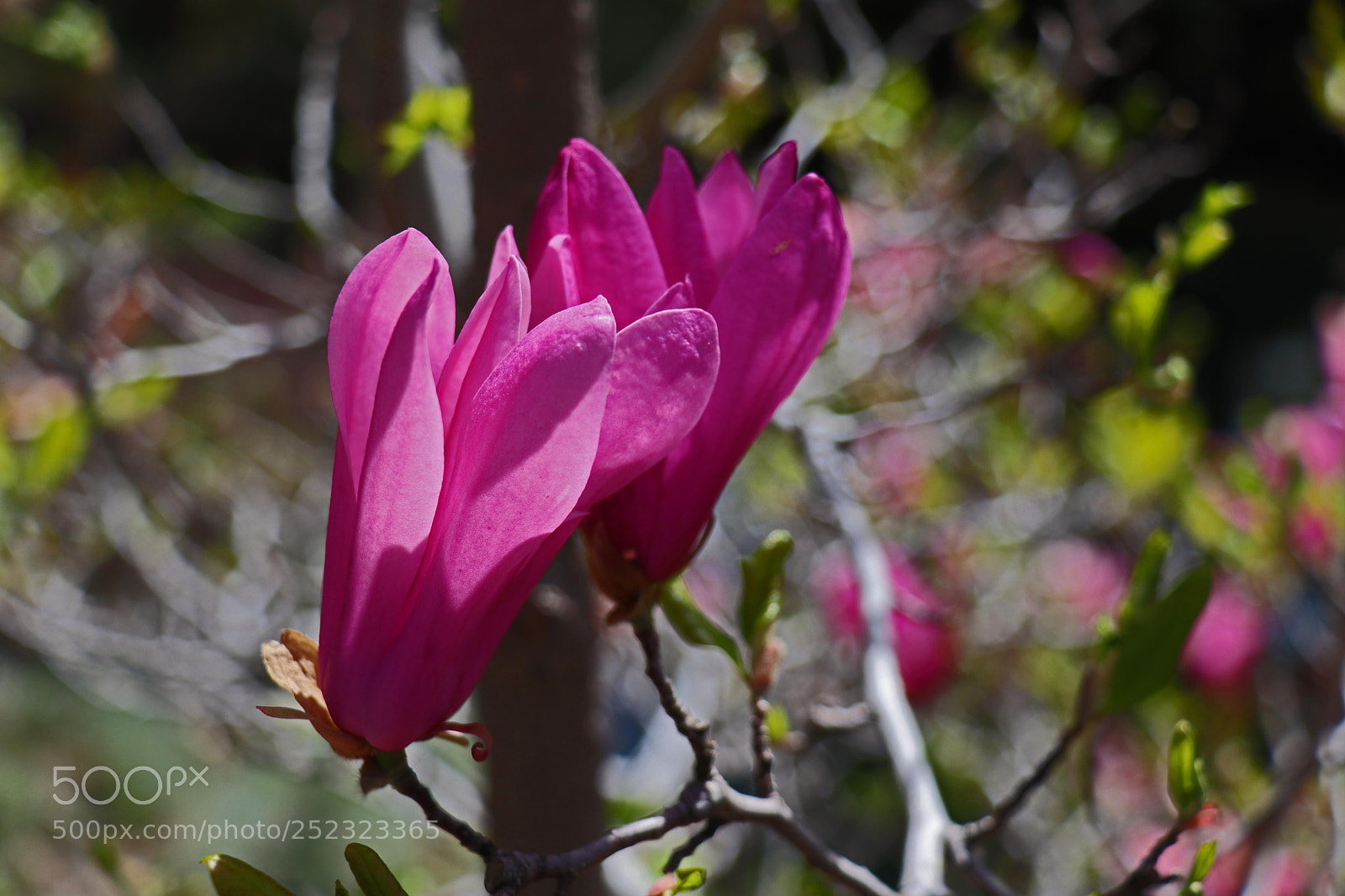 Canon EOS M50 (EOS Kiss M) sample photo. Tree tulips photography