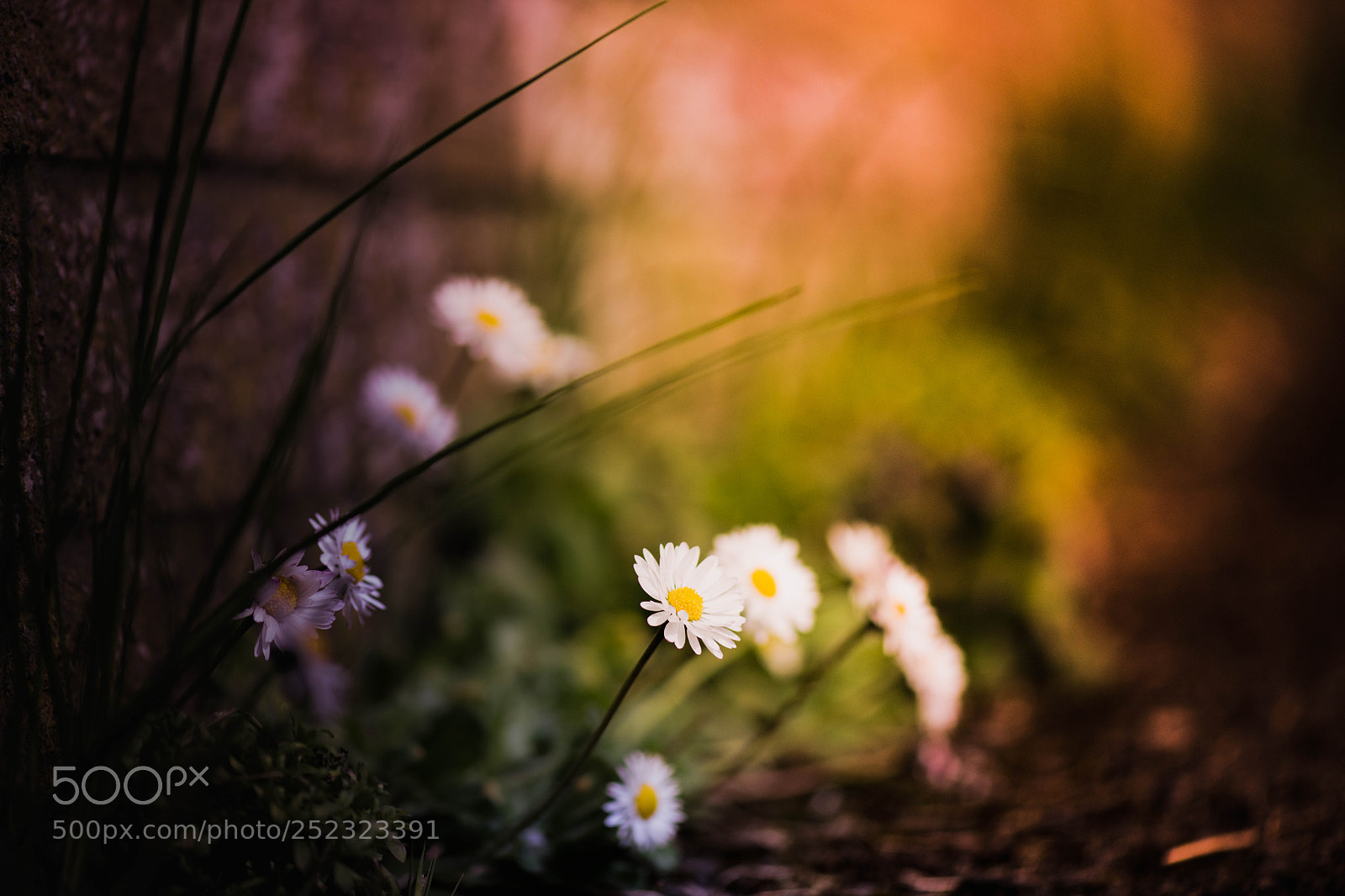 Nikon D850 sample photo. Daisies photography