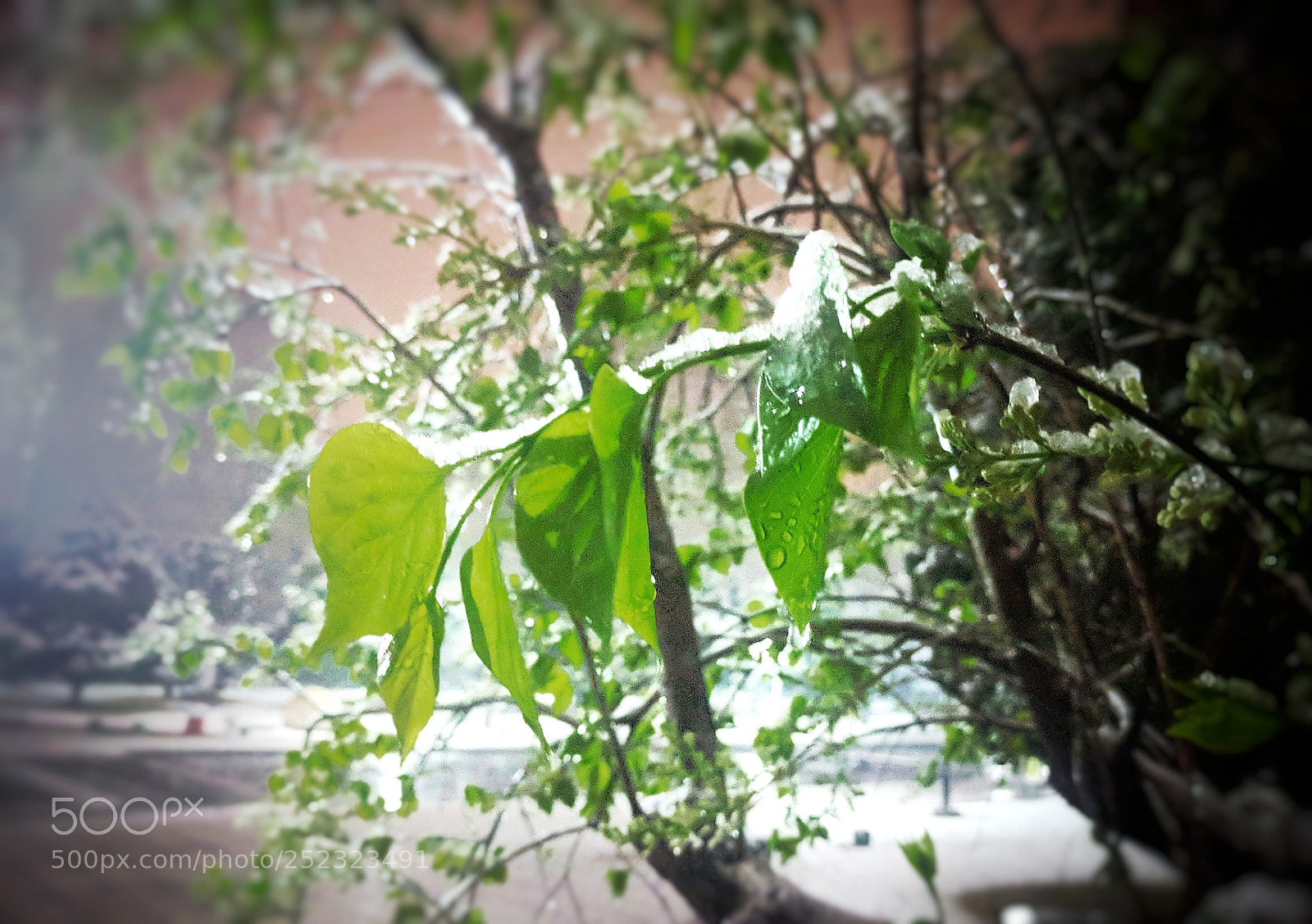 Google Nexus 6P sample photo. Untitled photography