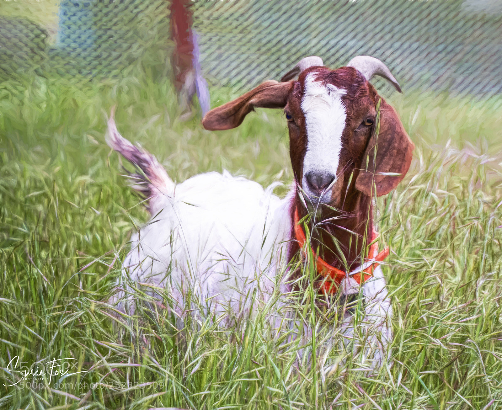 Canon EOS 70D sample photo. Momma goat photography