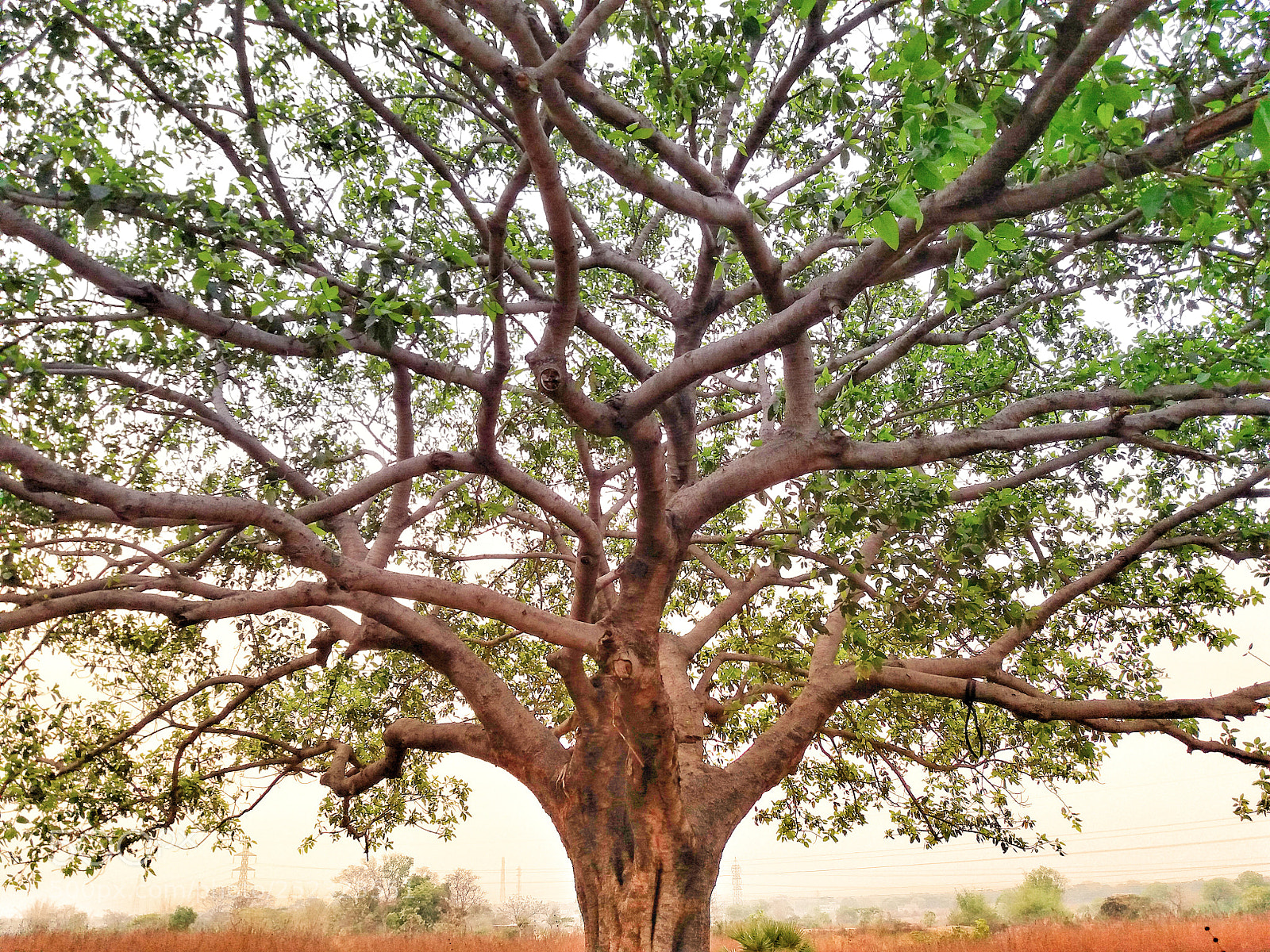 Samsung Galaxy J5 sample photo. Beautiful tree photography