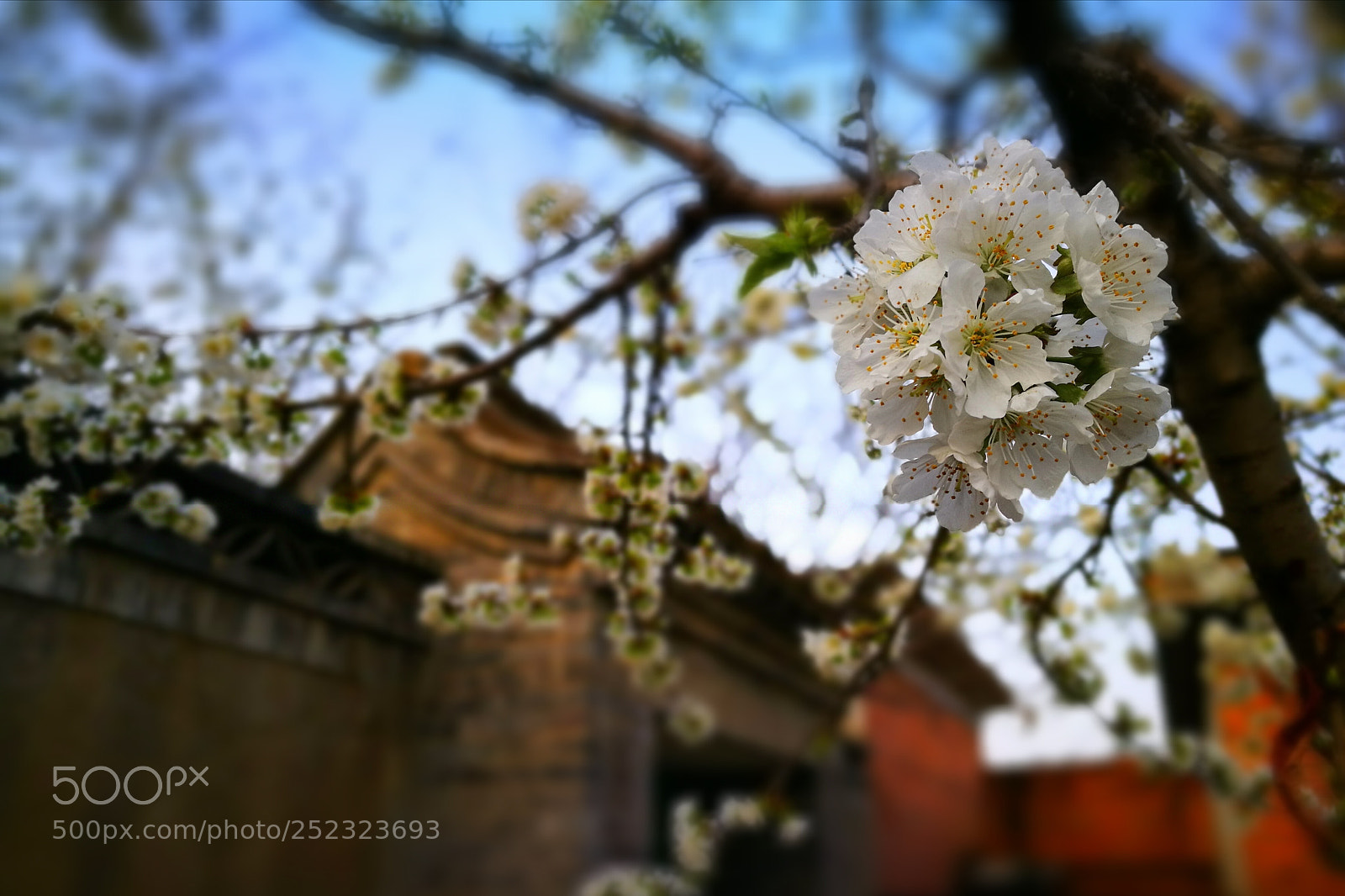 HUAWEI P9 sample photo. Spring time photography