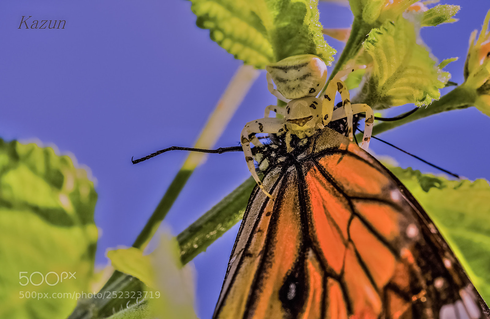 Sony a7R II sample photo. Predator photography