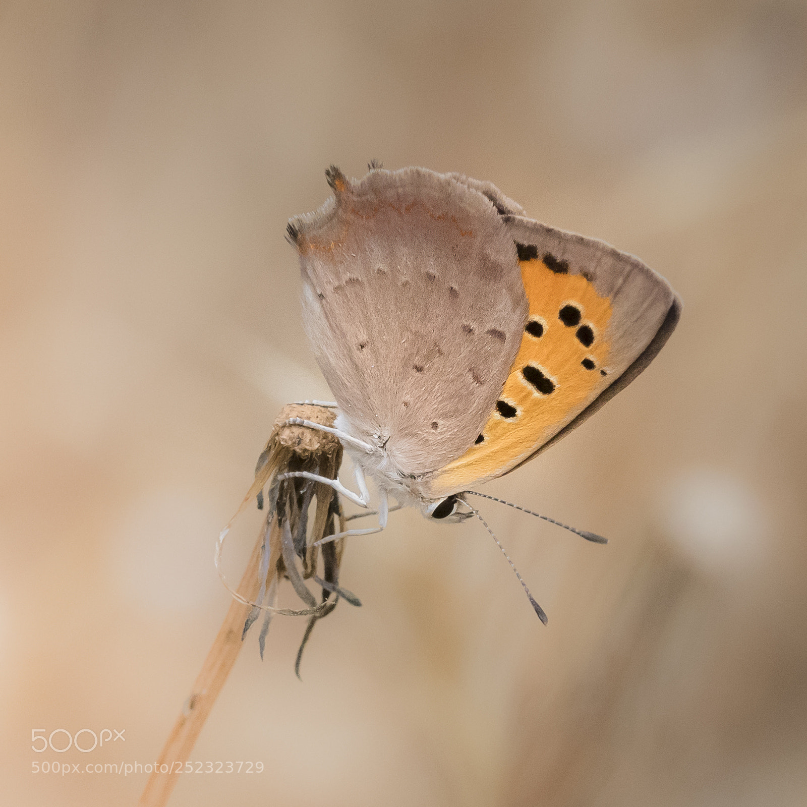 Nikon D500 sample photo. Lycaena phlaeas photography
