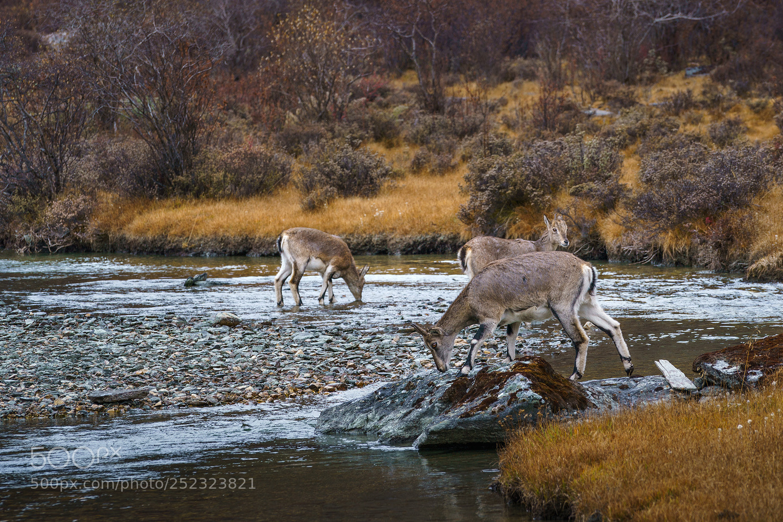 Sony a9 sample photo. Mountain deers photography