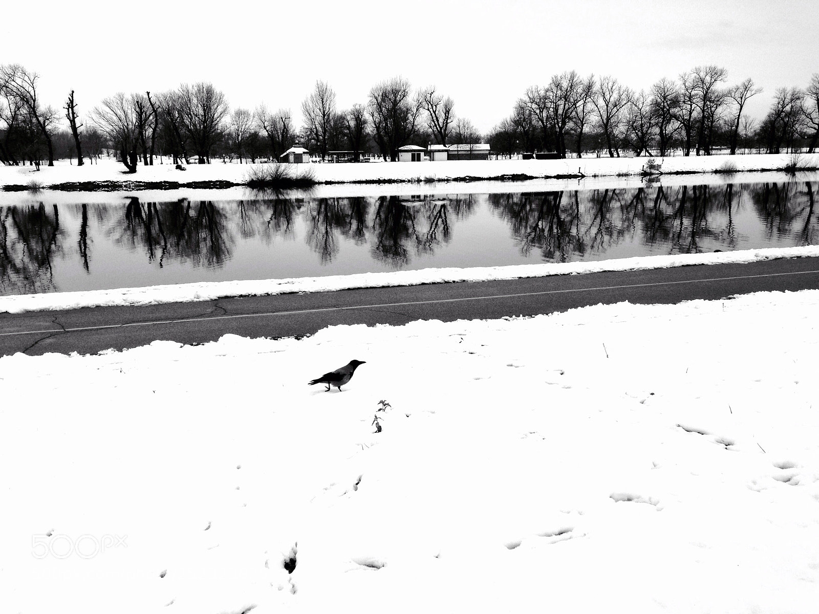 Apple iPhone 5 sample photo. The crow photography