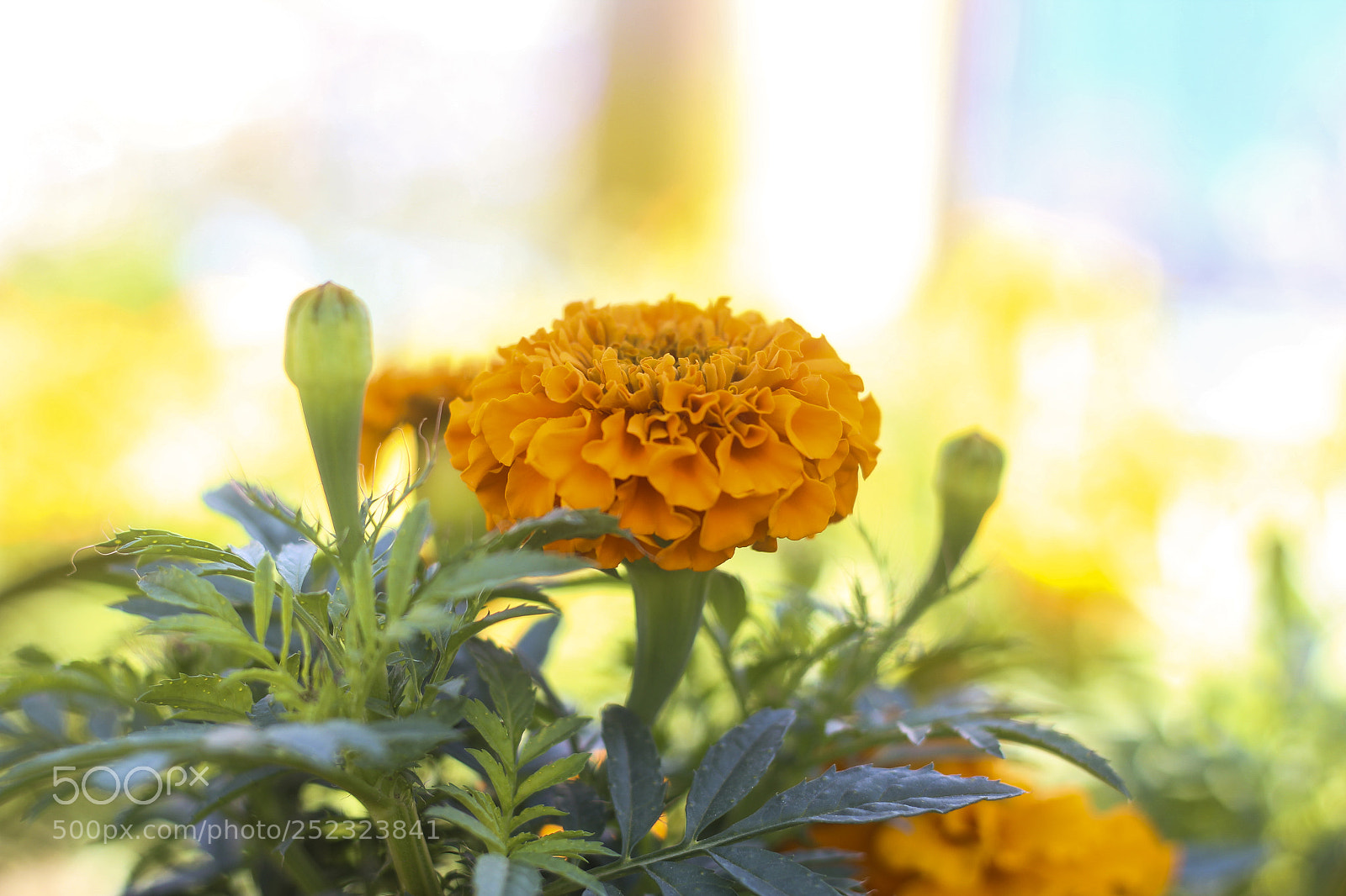 Canon EOS 1300D (EOS Rebel T6 / EOS Kiss X80) sample photo. Flor photography