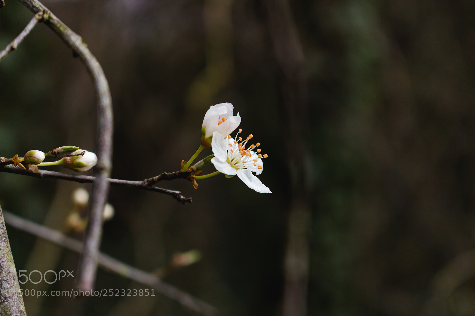 Canon EOS 700D (EOS Rebel T5i / EOS Kiss X7i) sample photo. Single photography