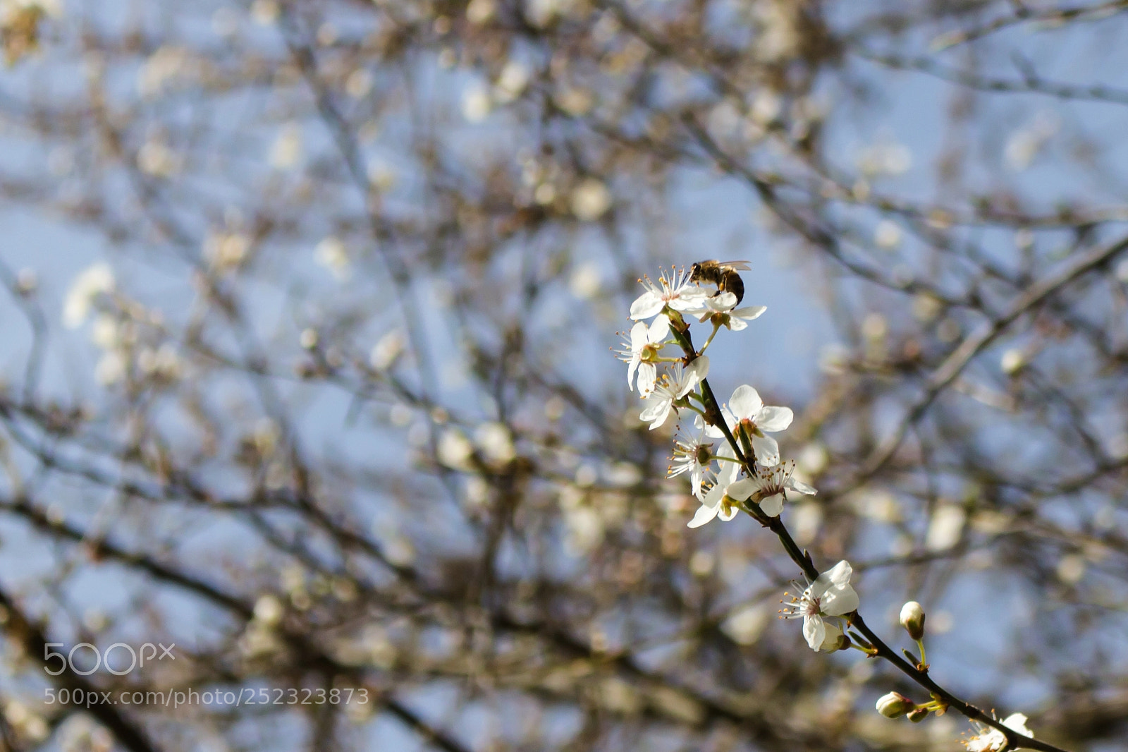 Canon EOS 700D (EOS Rebel T5i / EOS Kiss X7i) sample photo. Spring photography