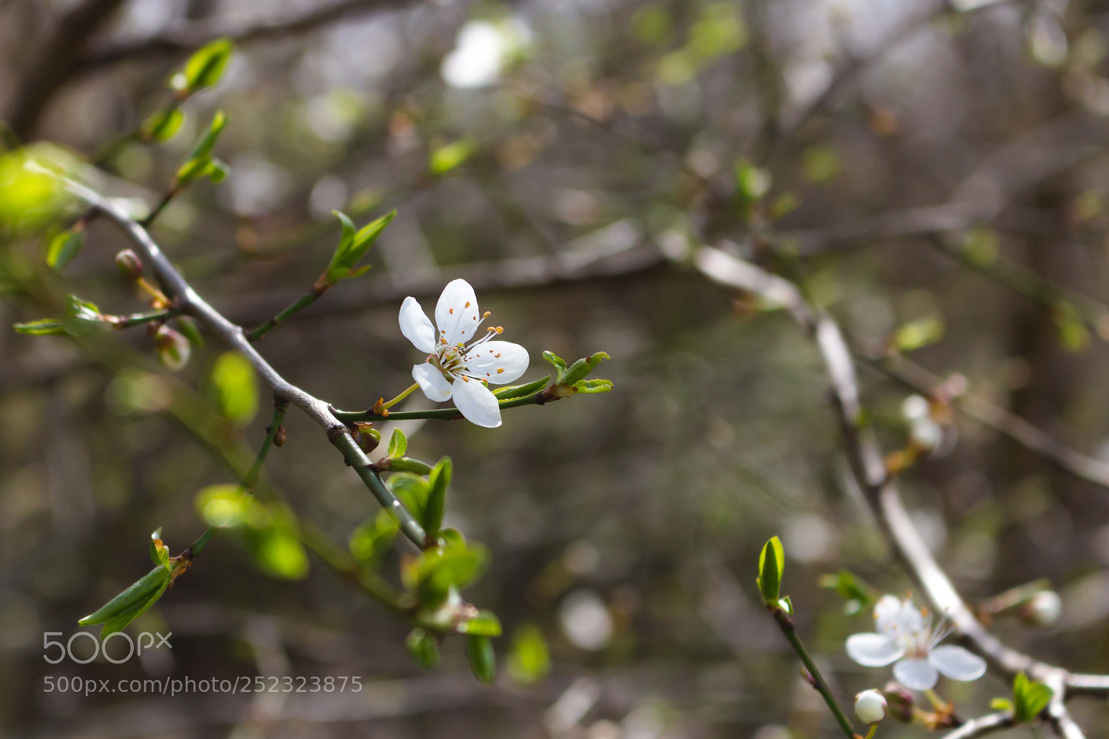 Canon EOS 700D (EOS Rebel T5i / EOS Kiss X7i) sample photo. Spring photography