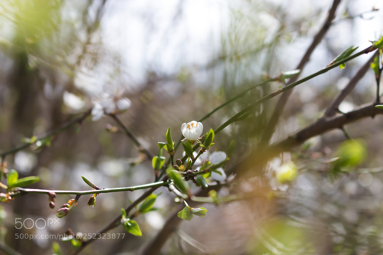 Canon EOS 700D (EOS Rebel T5i / EOS Kiss X7i) sample photo. Spring photography