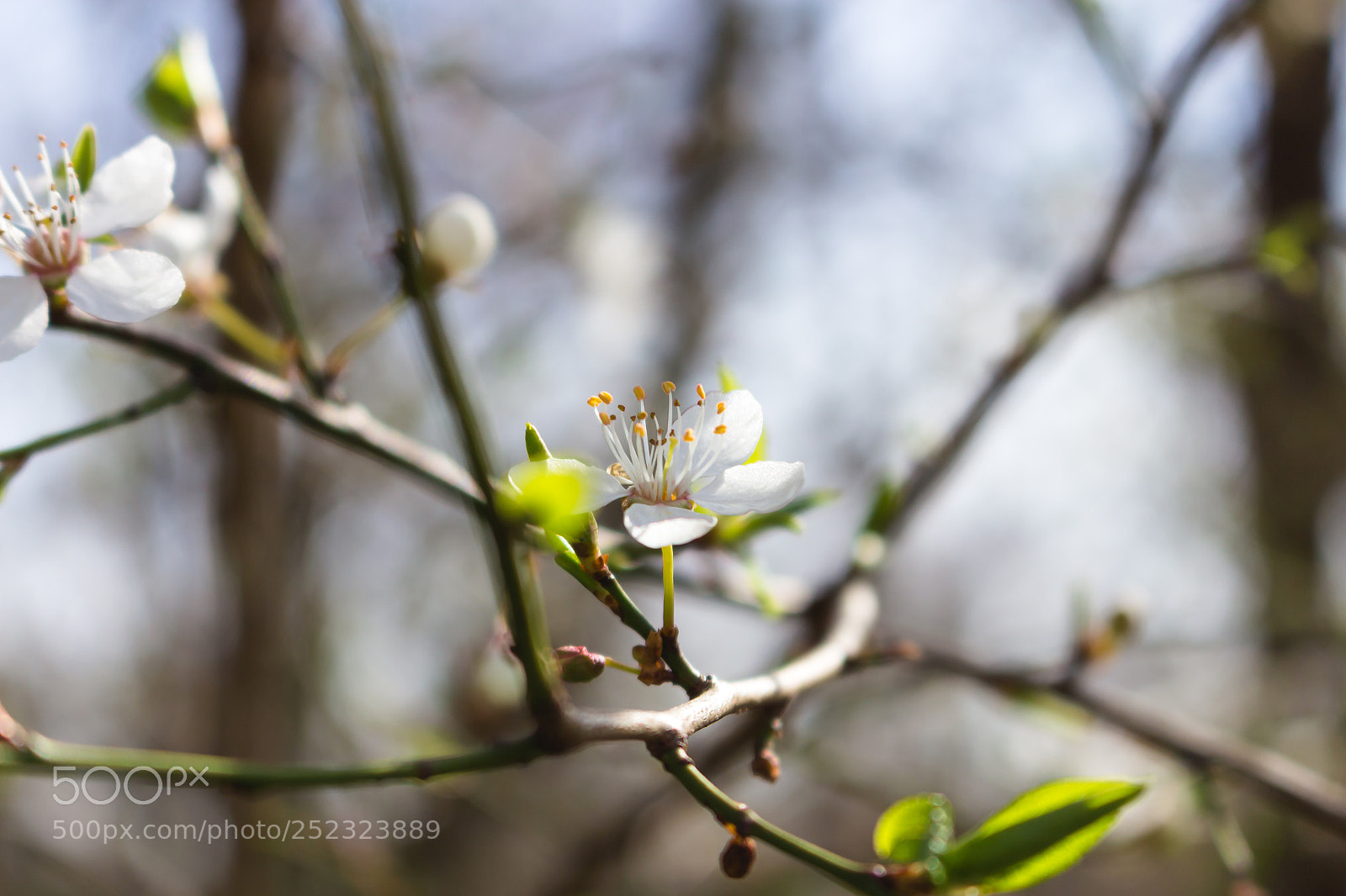 Canon EOS 700D (EOS Rebel T5i / EOS Kiss X7i) sample photo. Spring photography