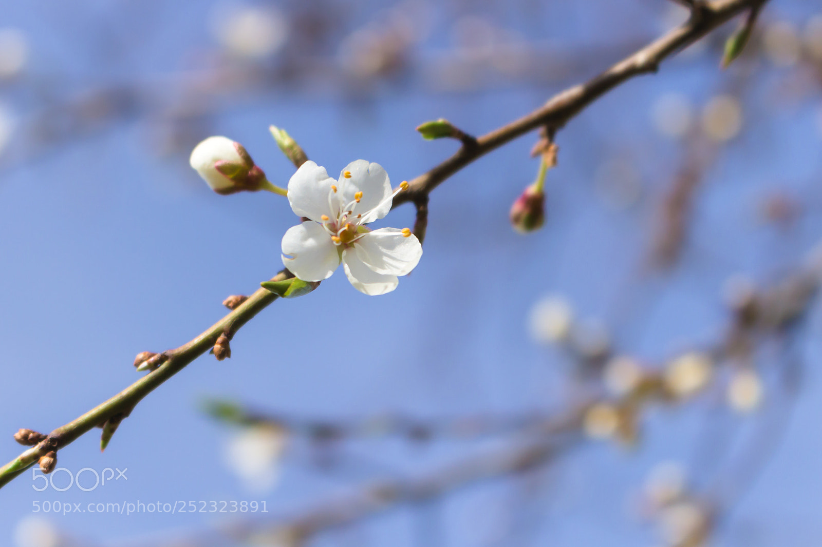 Canon EOS 700D (EOS Rebel T5i / EOS Kiss X7i) sample photo. Spring photography