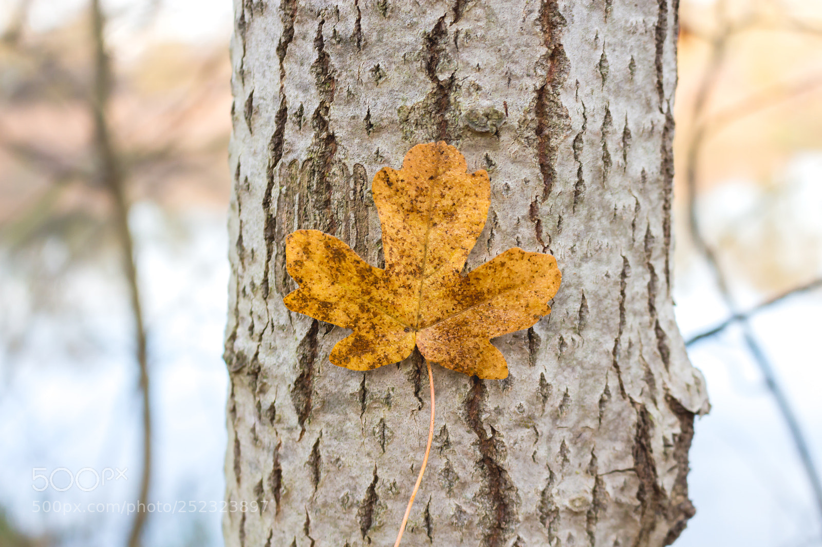 Canon EOS 700D (EOS Rebel T5i / EOS Kiss X7i) sample photo. Img photography