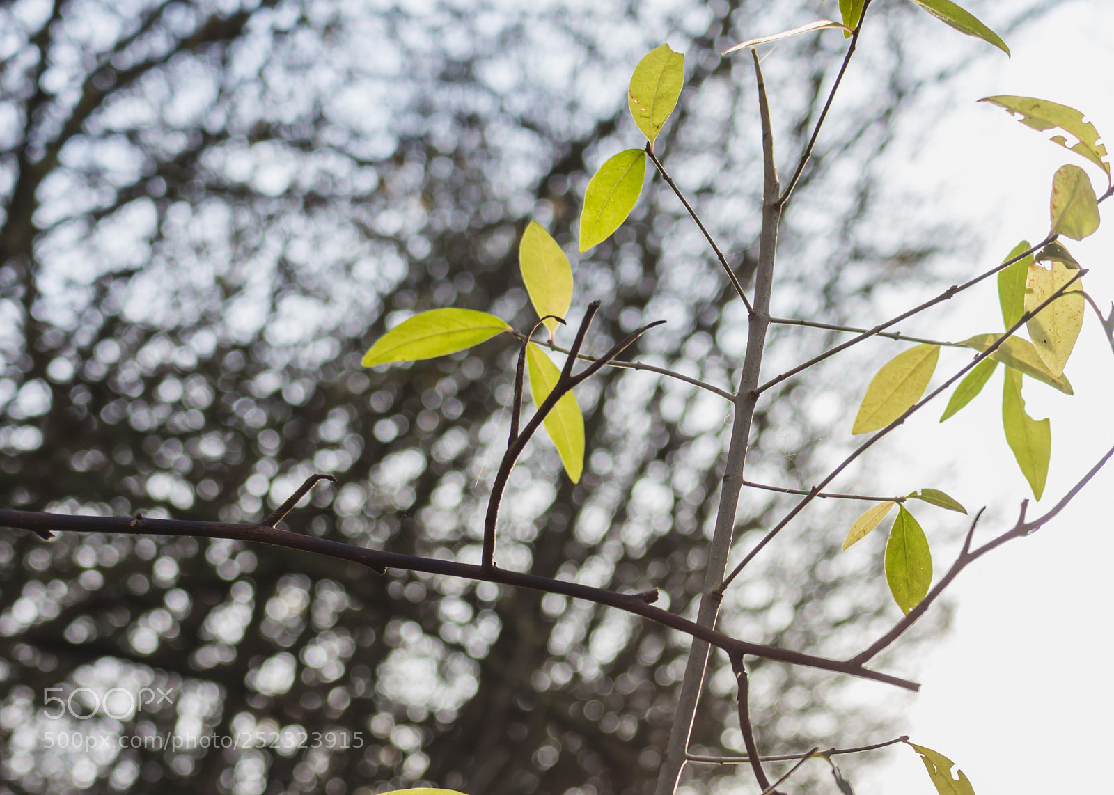 Canon EOS 700D (EOS Rebel T5i / EOS Kiss X7i) sample photo. Img photography