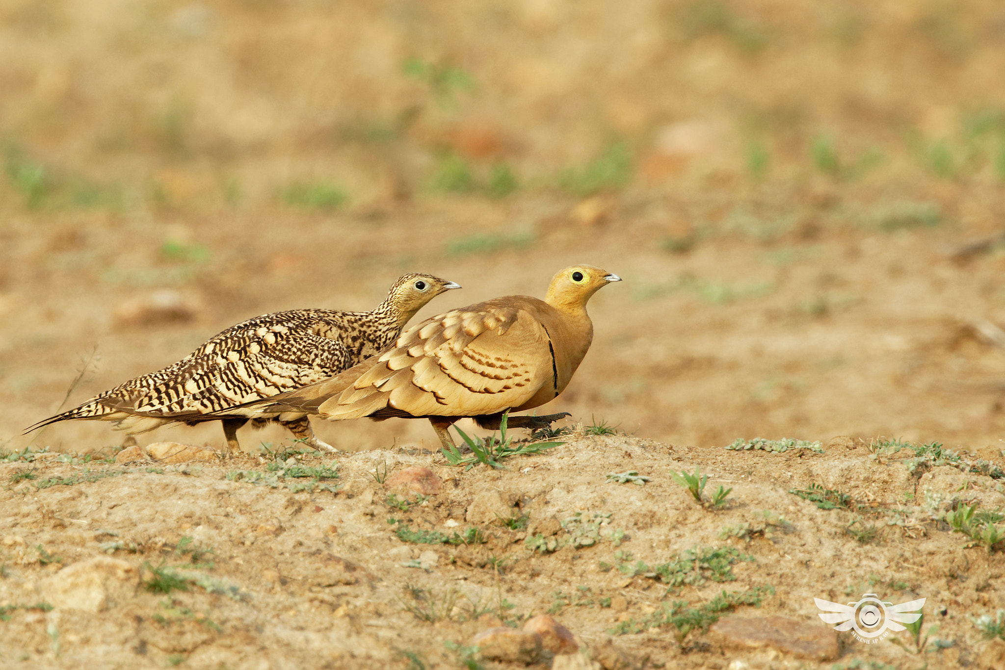 Sony 500mm F4 G SSM sample photo. Chestnut bellied sandgrouse..roosting pair photography