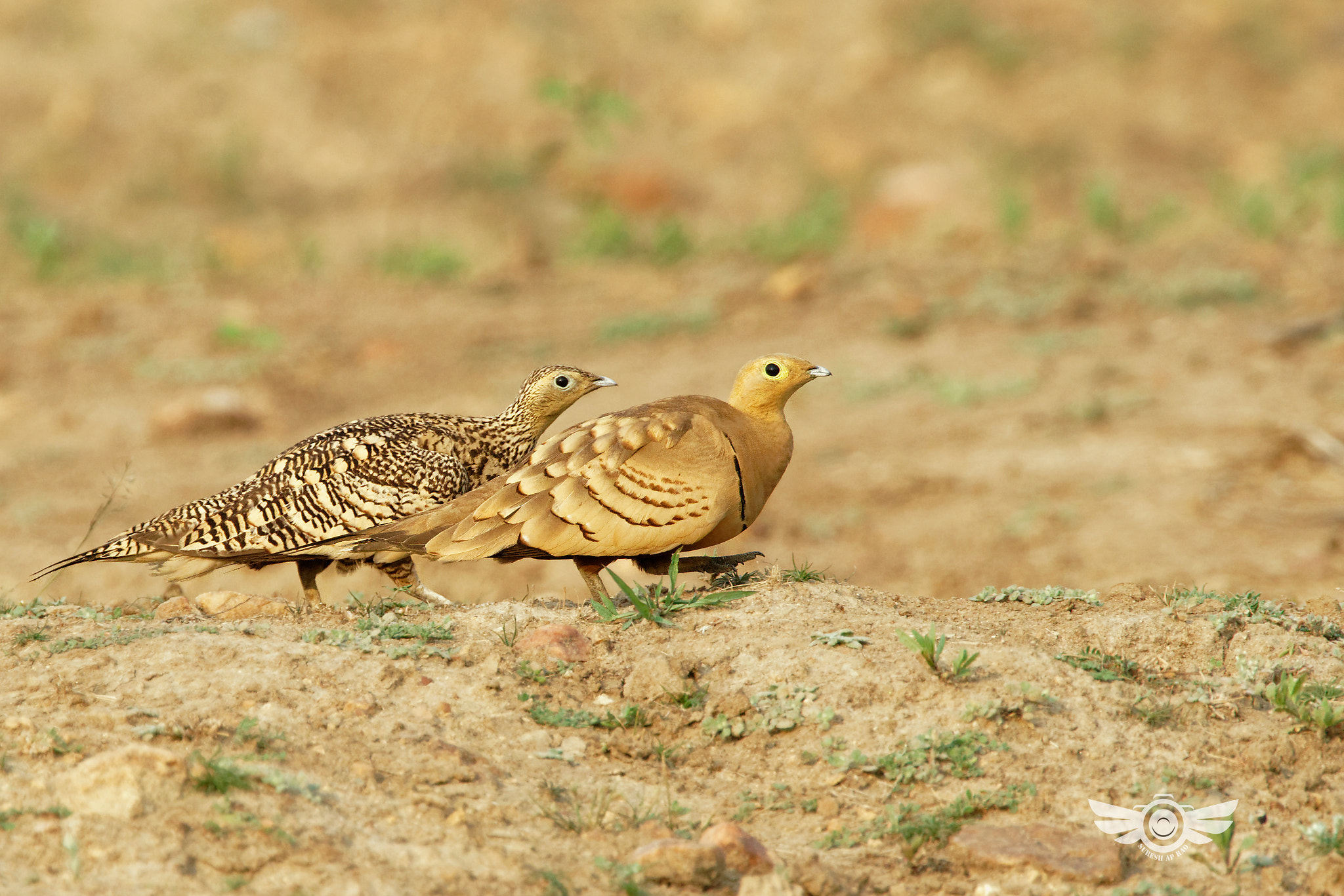 Sony a99 II + Sony 500mm F4 G SSM sample photo. Chestnut bellied sandgrouse..roosting pair photography