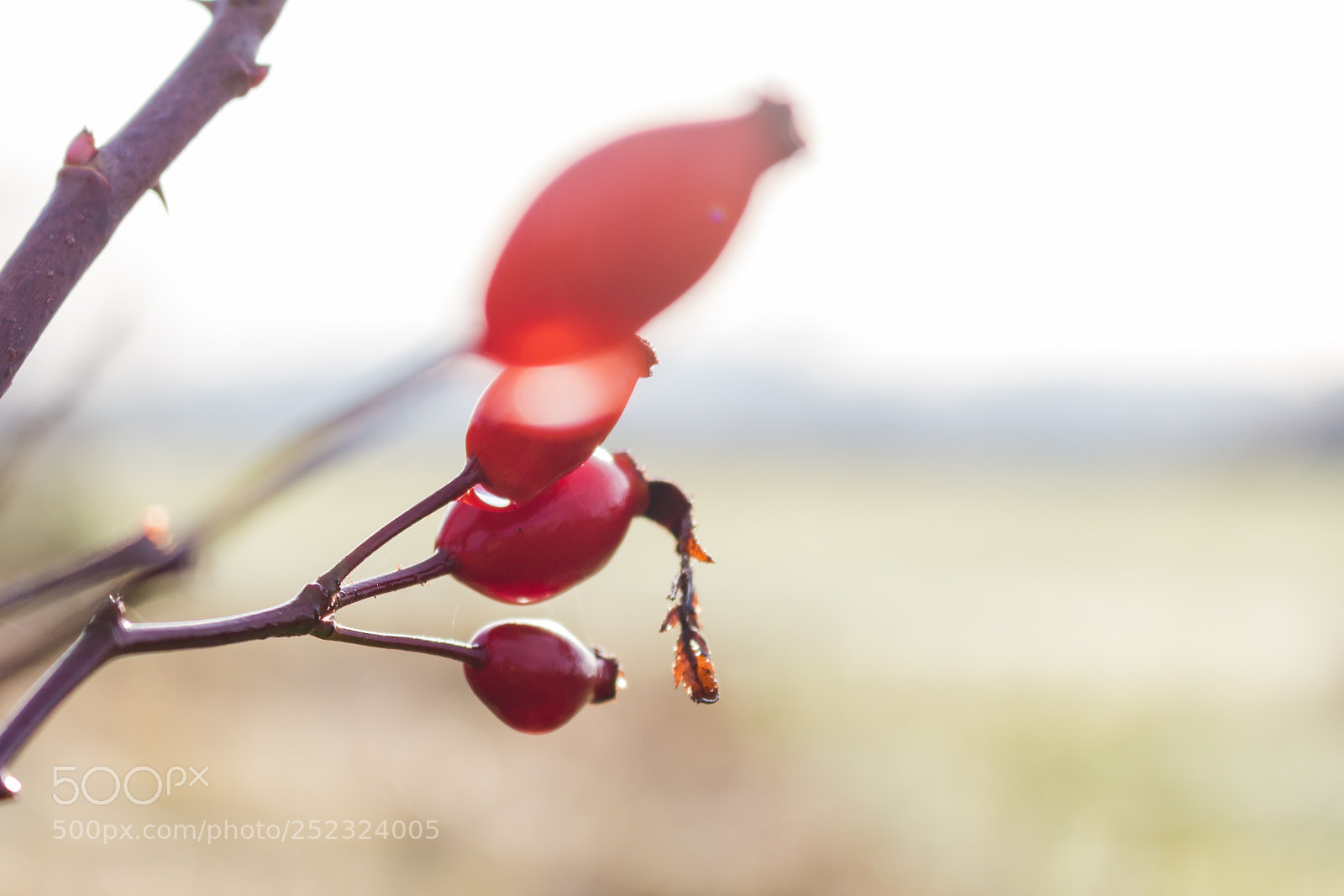 Canon EOS 700D (EOS Rebel T5i / EOS Kiss X7i) sample photo. Img photography