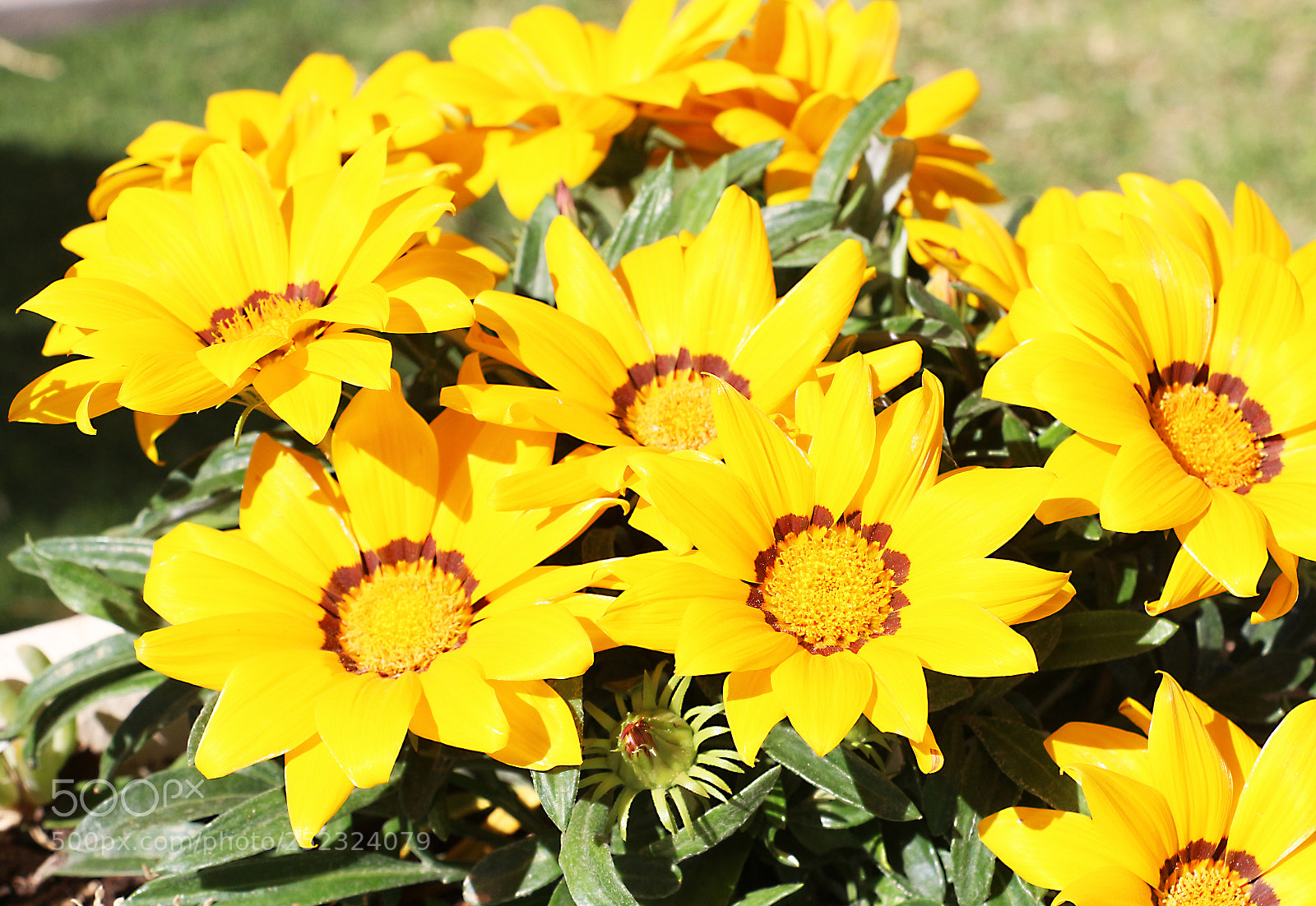Canon EOS 650D (EOS Rebel T4i / EOS Kiss X6i) sample photo. Gazania photography
