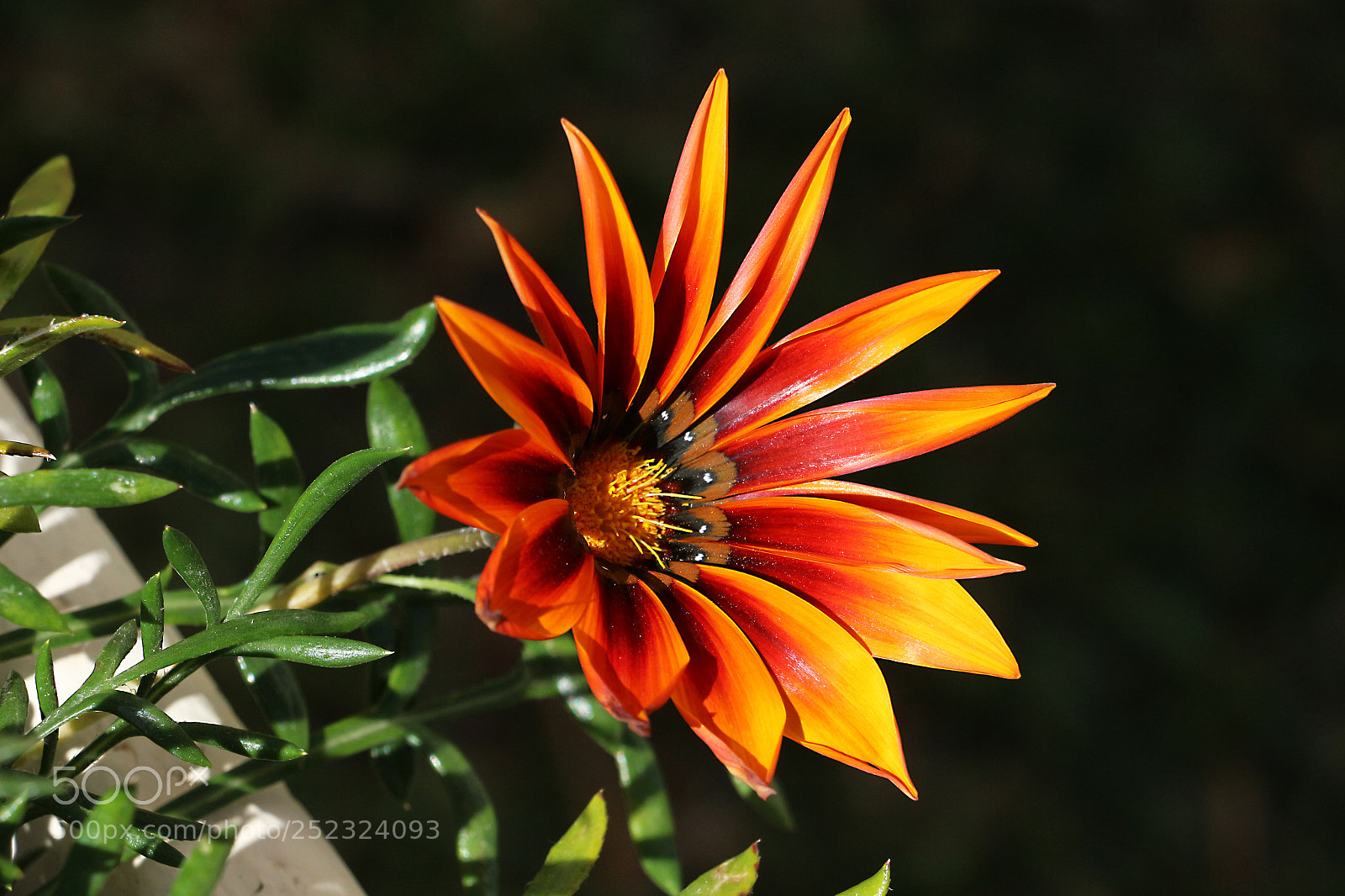Canon EOS 650D (EOS Rebel T4i / EOS Kiss X6i) sample photo. Gazania photography