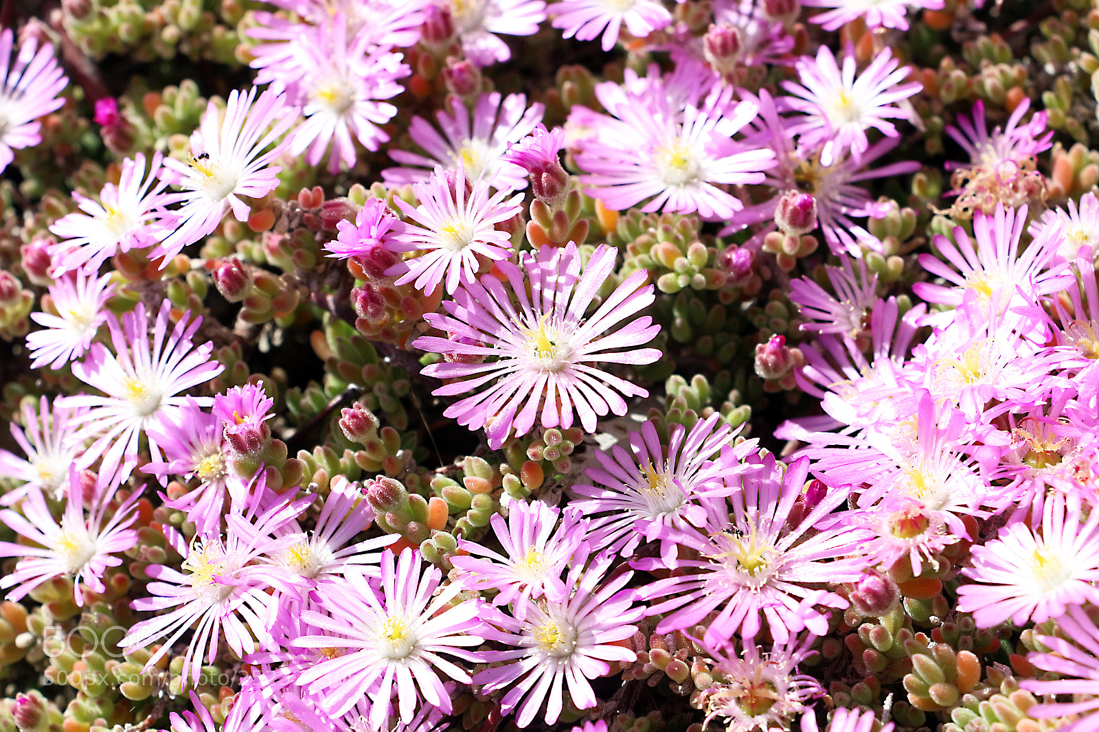 Canon EOS 650D (EOS Rebel T4i / EOS Kiss X6i) sample photo. Pink gerbera photography