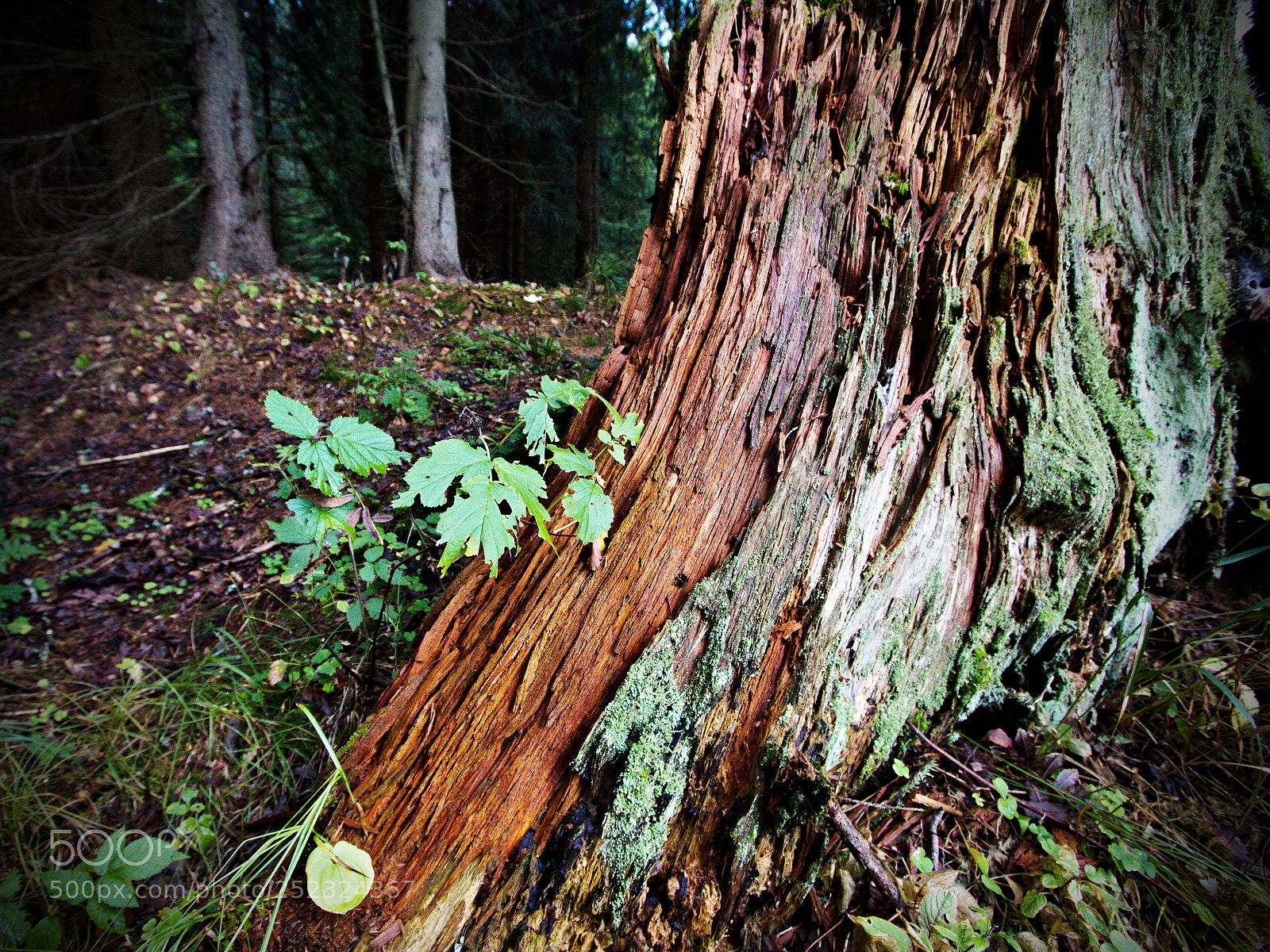 Canon EOS 60D sample photo. In the dark forest photography
