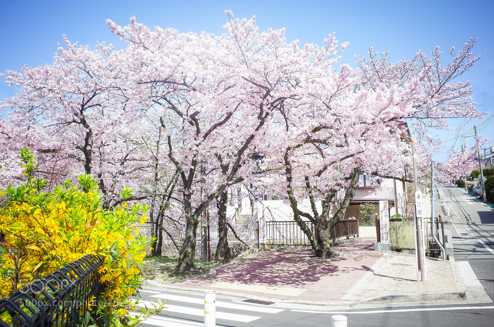 Ricoh GR II sample photo. Sakura at my town photography