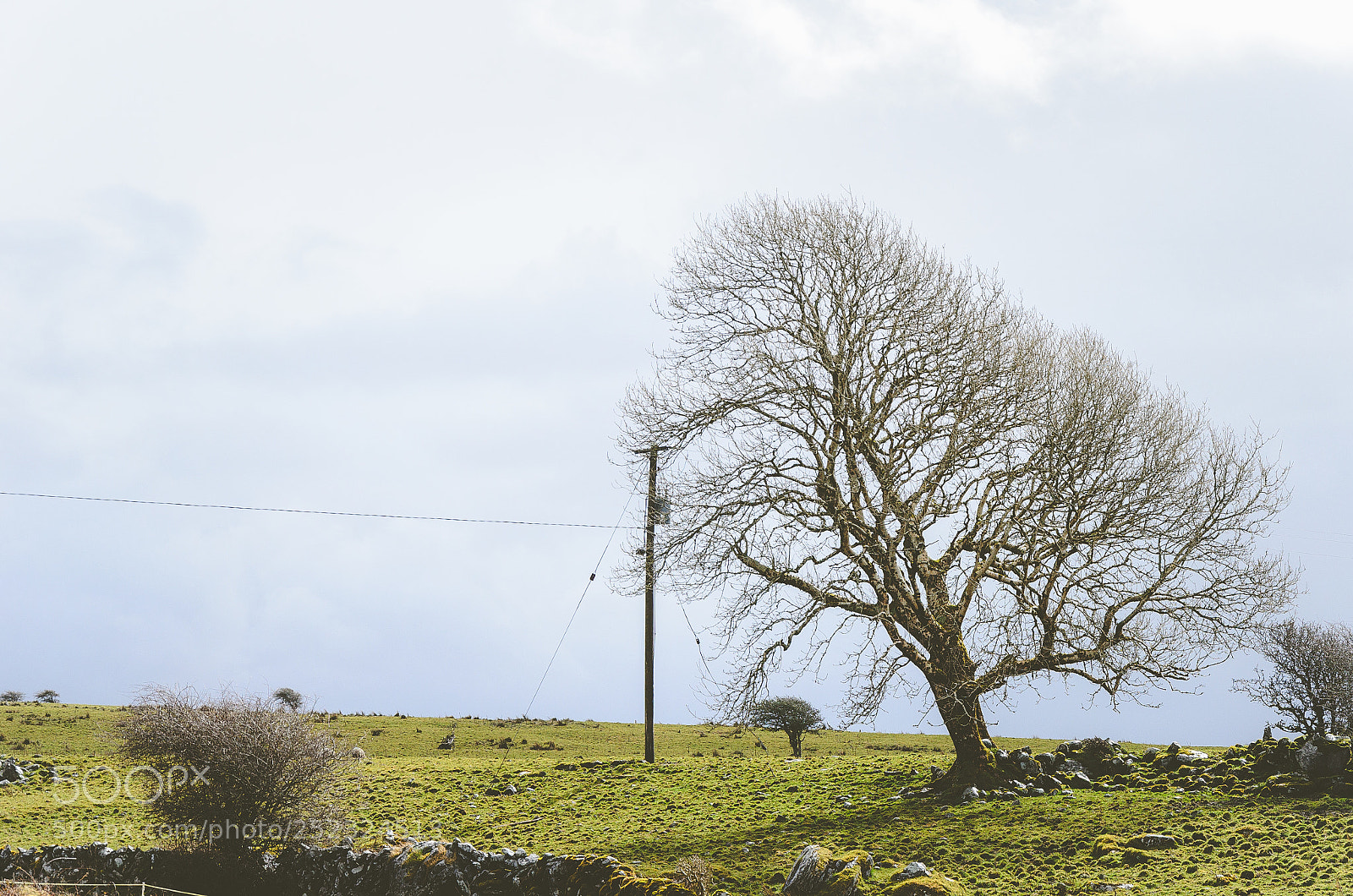 Nikon D5100 sample photo. Dublin-galway photography